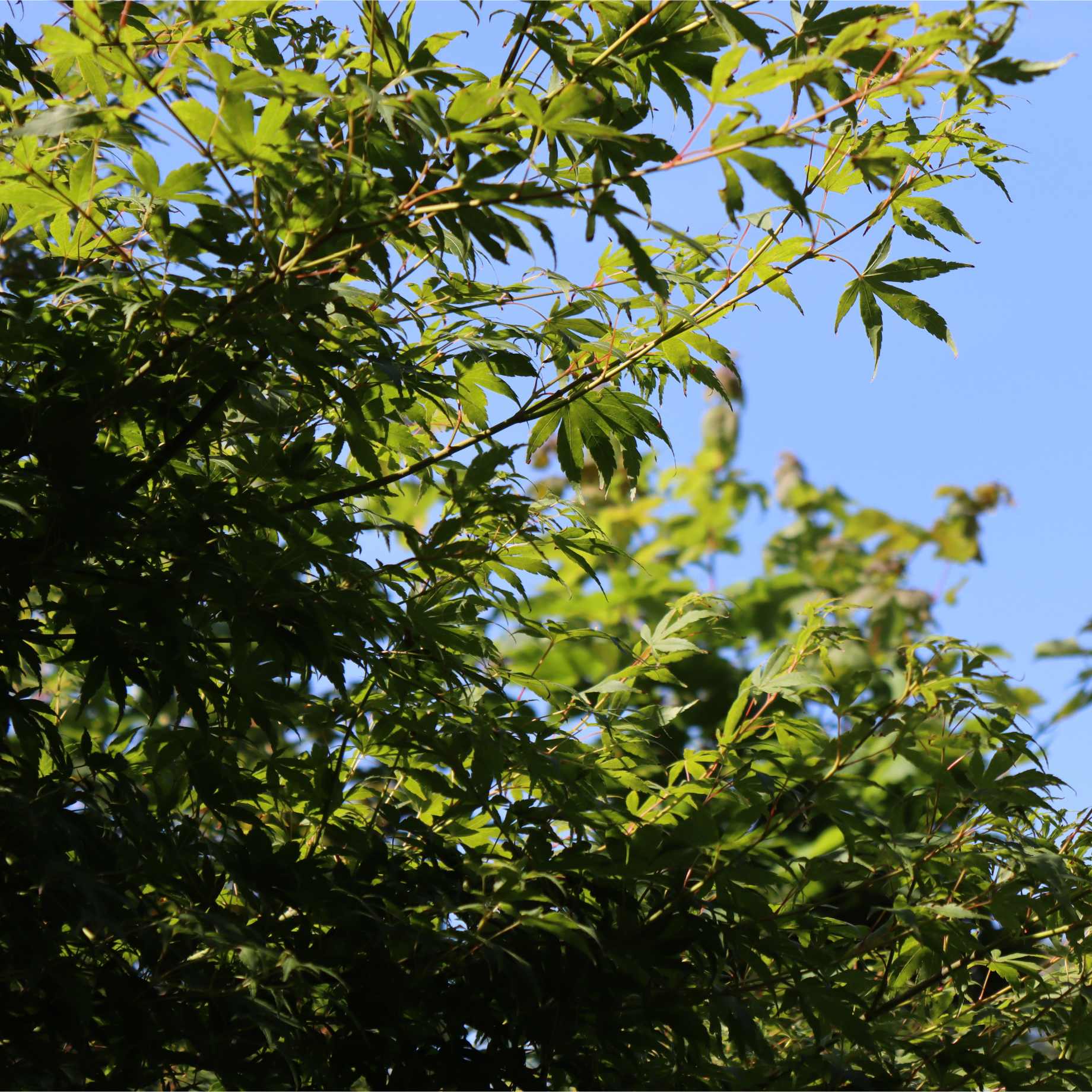 'Thea' Liquidambar Tree - Image 3