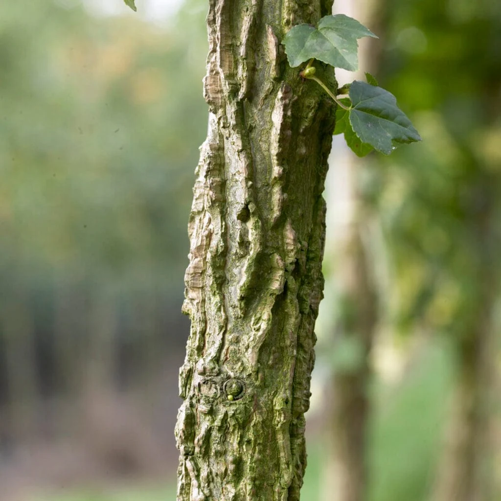 'Thea' Liquidambar Tree - Image 4