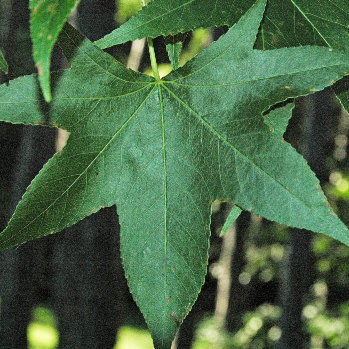 'Thea' Liquidambar Tree - Image 5