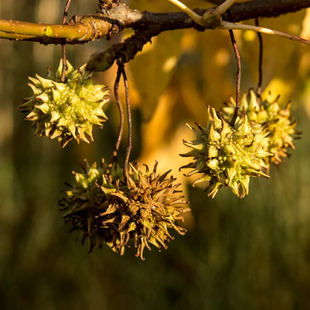 'Thea' Liquidambar Tree - Image 6