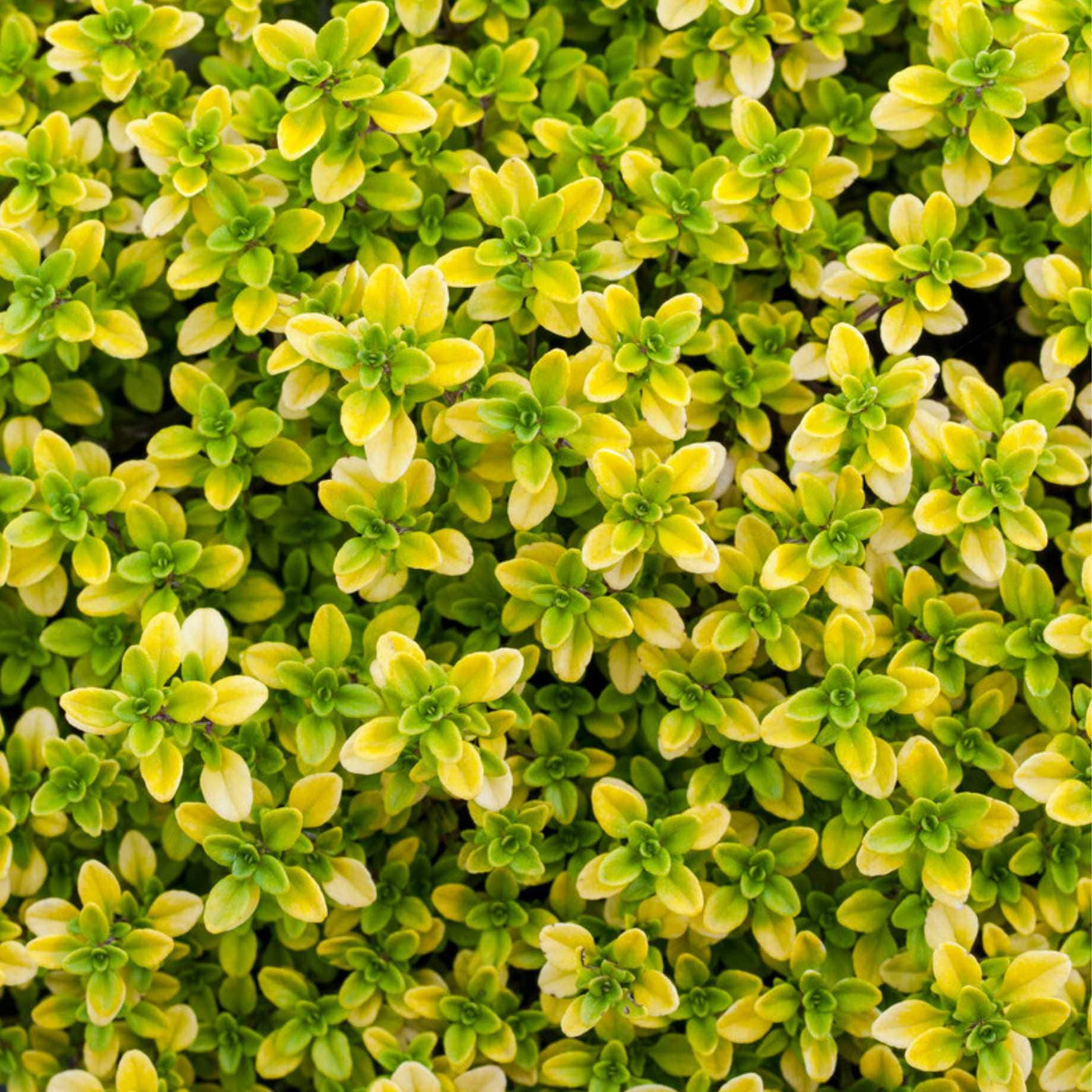 Golden Thyme Plant - Image 2