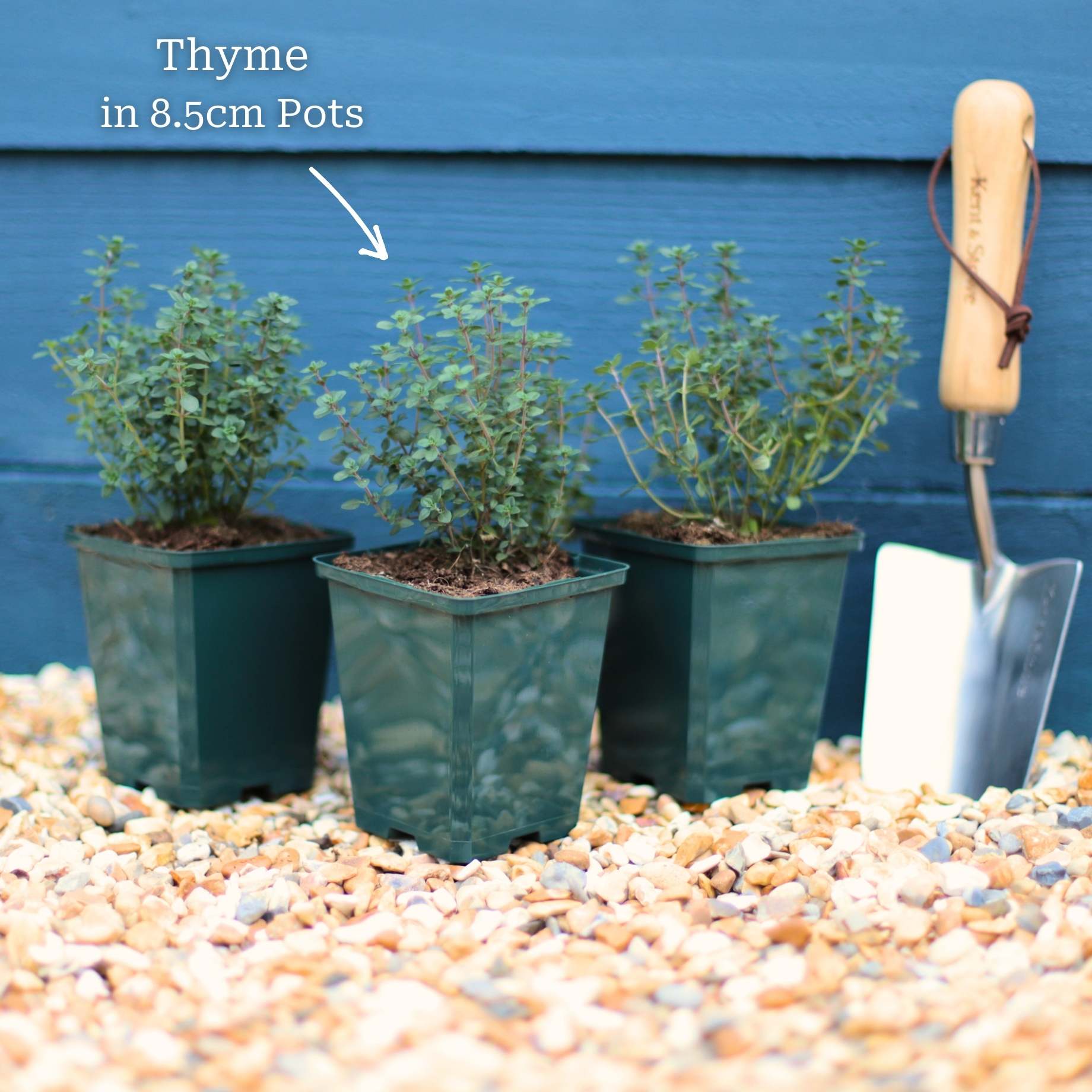 Lemon Thyme Plant - Image 5