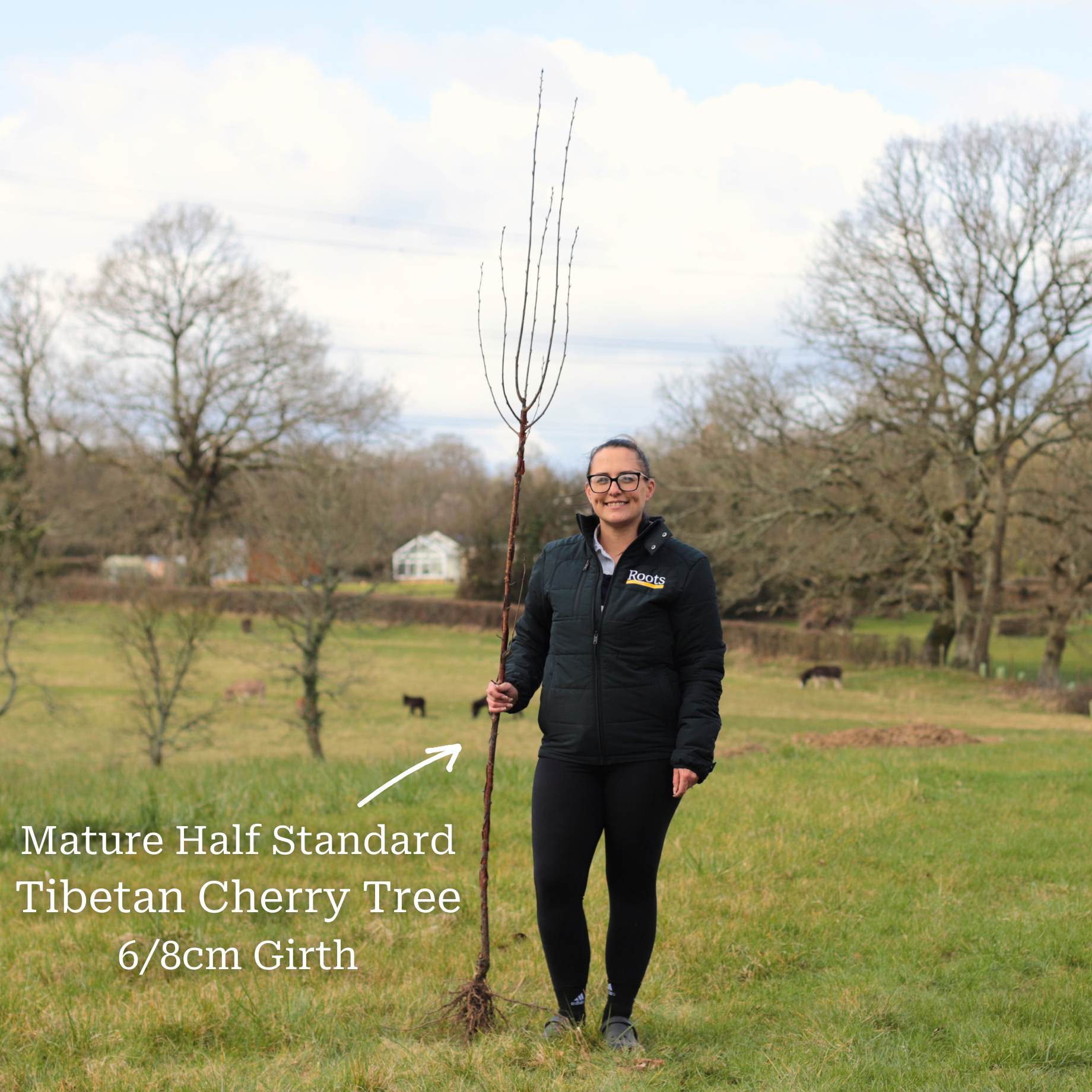 Single Stem Tibetan Cherry Tree | Prunus serrula - Image 11