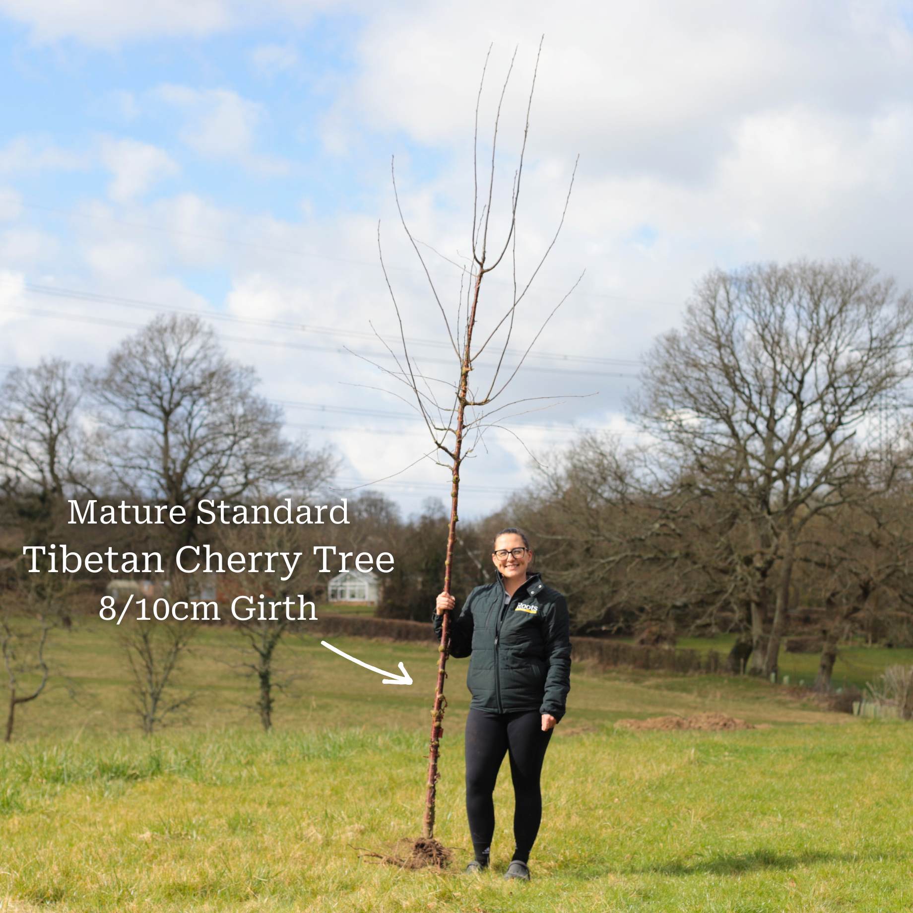 Single Stem Tibetan Cherry Tree | Prunus serrula - Image 12