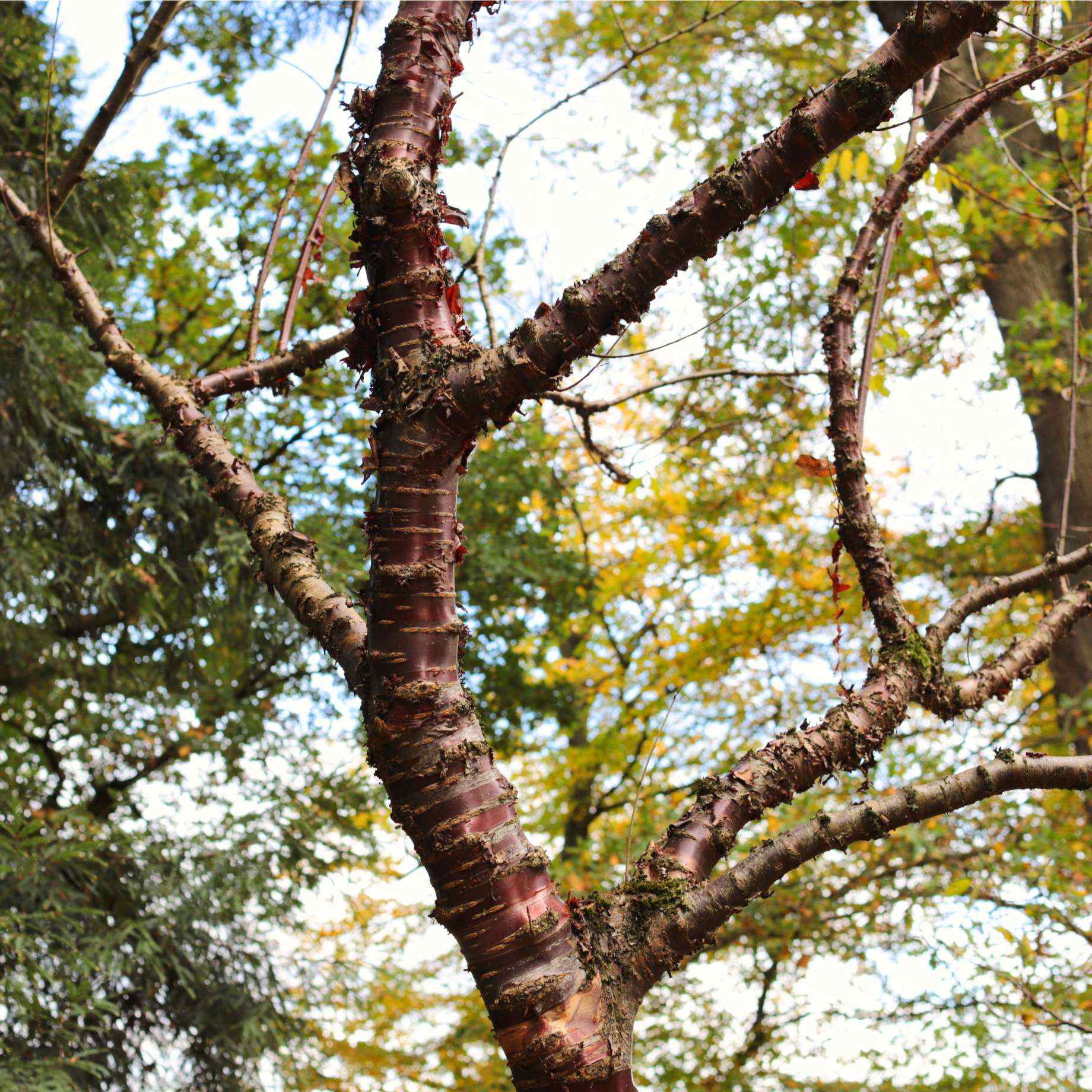 Single Stem Tibetan Cherry Tree | Prunus serrula - Image 7