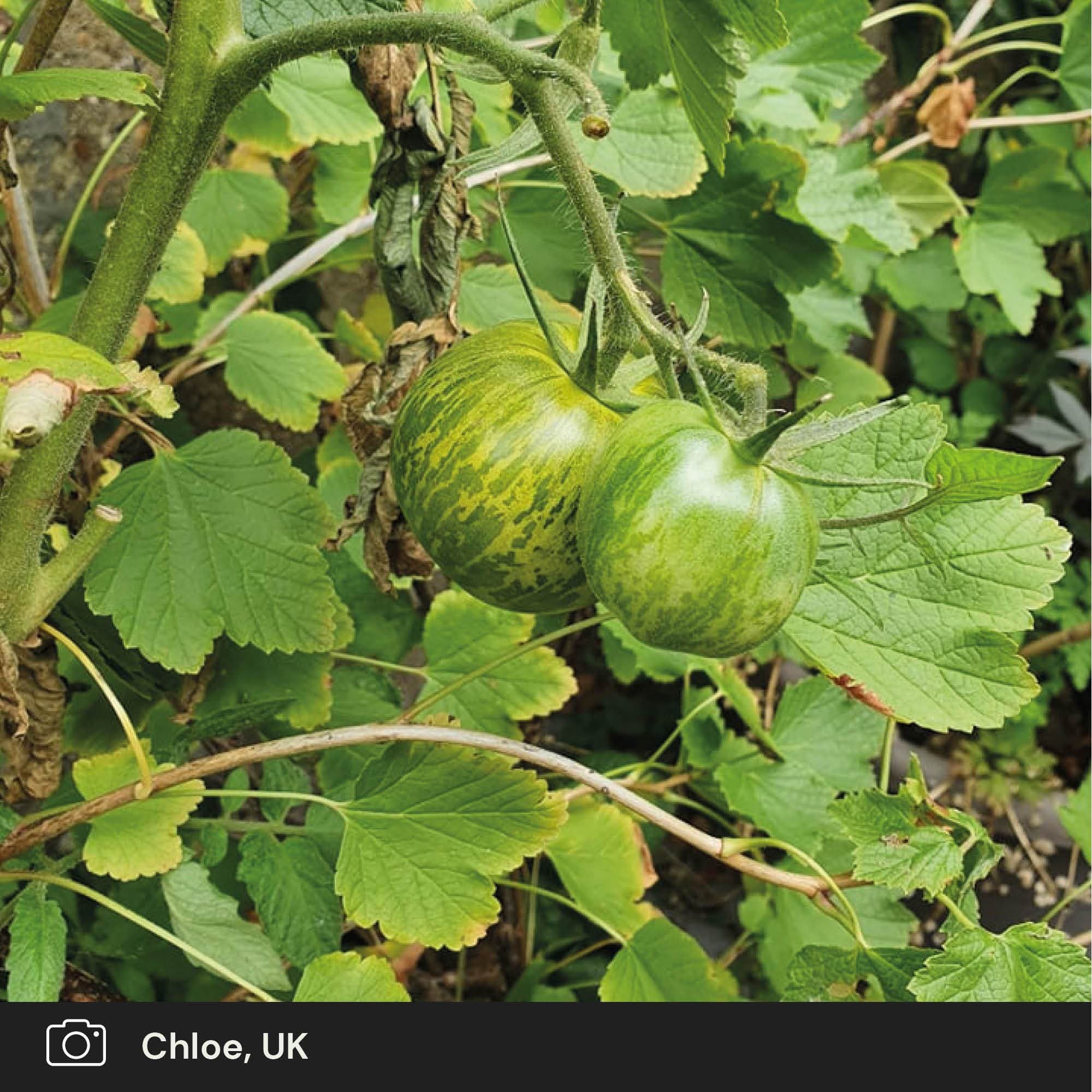 'Tigerella' Tomato Plants - Image 4