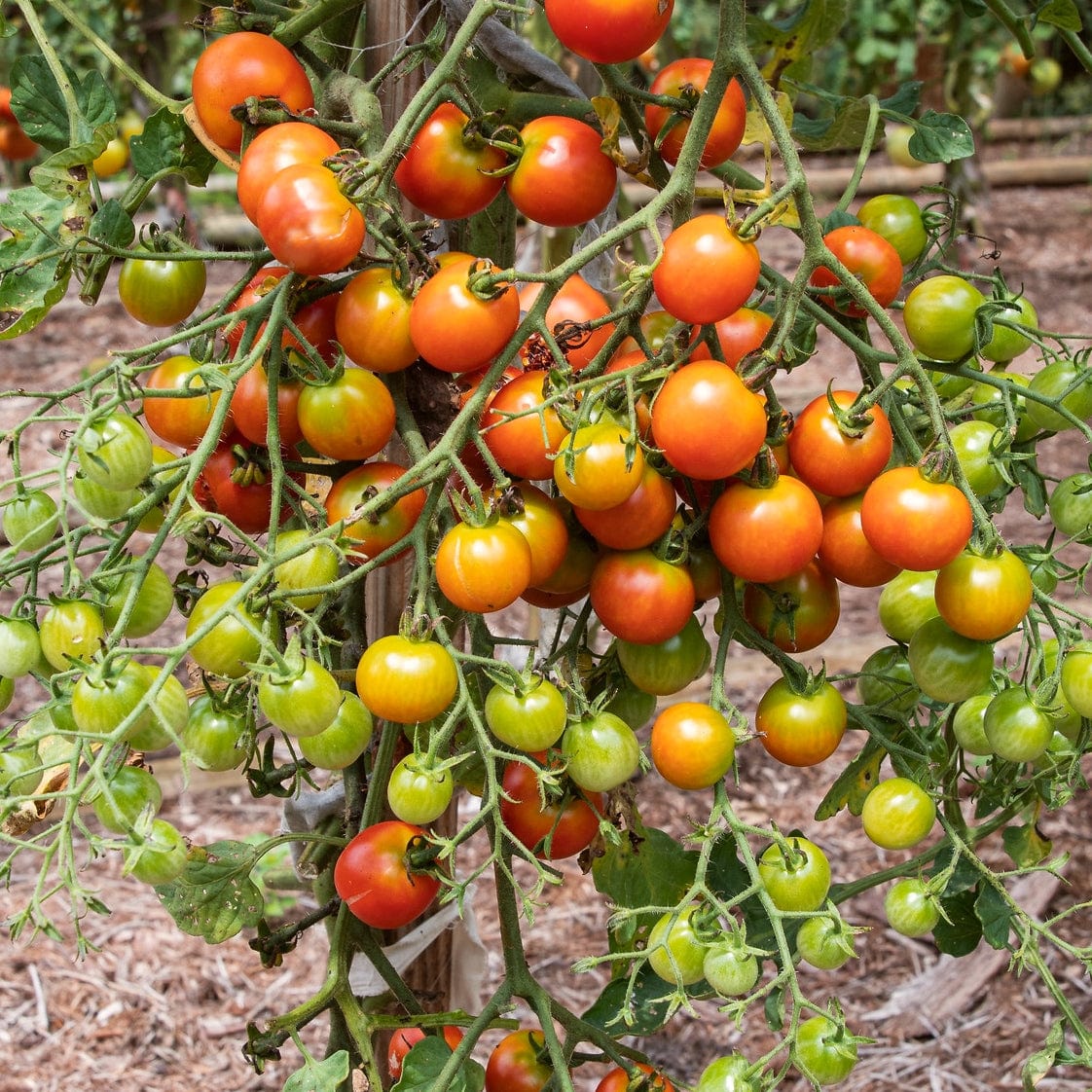 'Sweet Million' Tomato Plant - Image 2