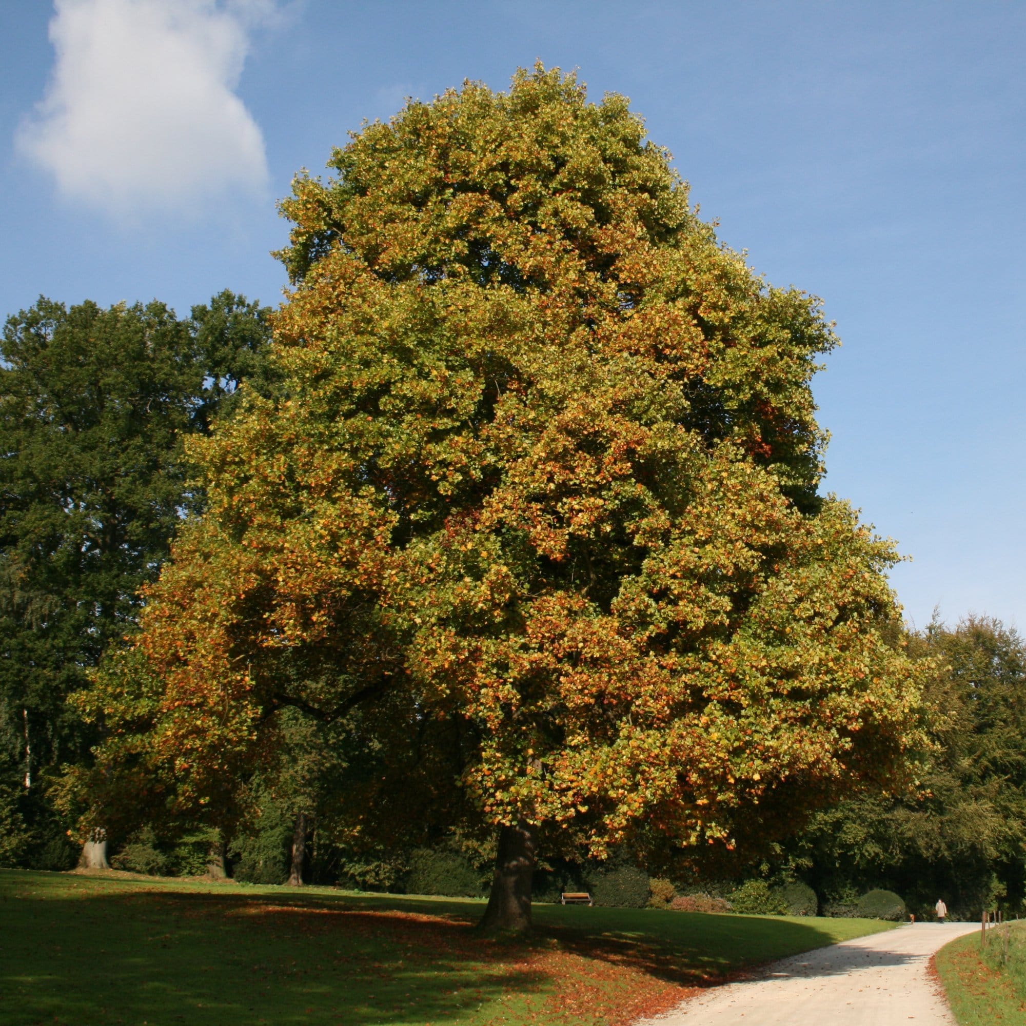 Tulip Tree | Liriodendron tulipifera - Image 4