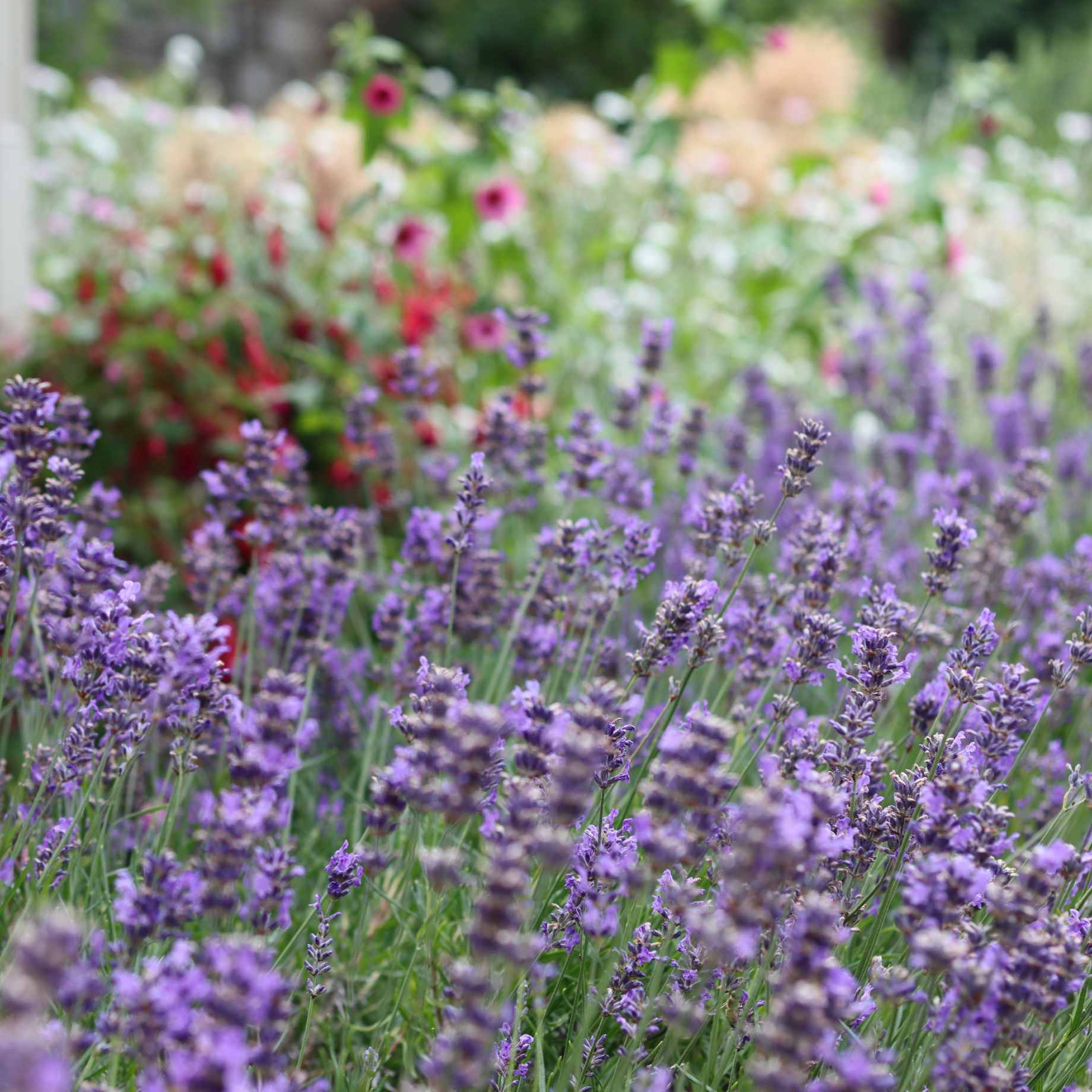 Ultimate Fragrant Lavender Collection - Image 3