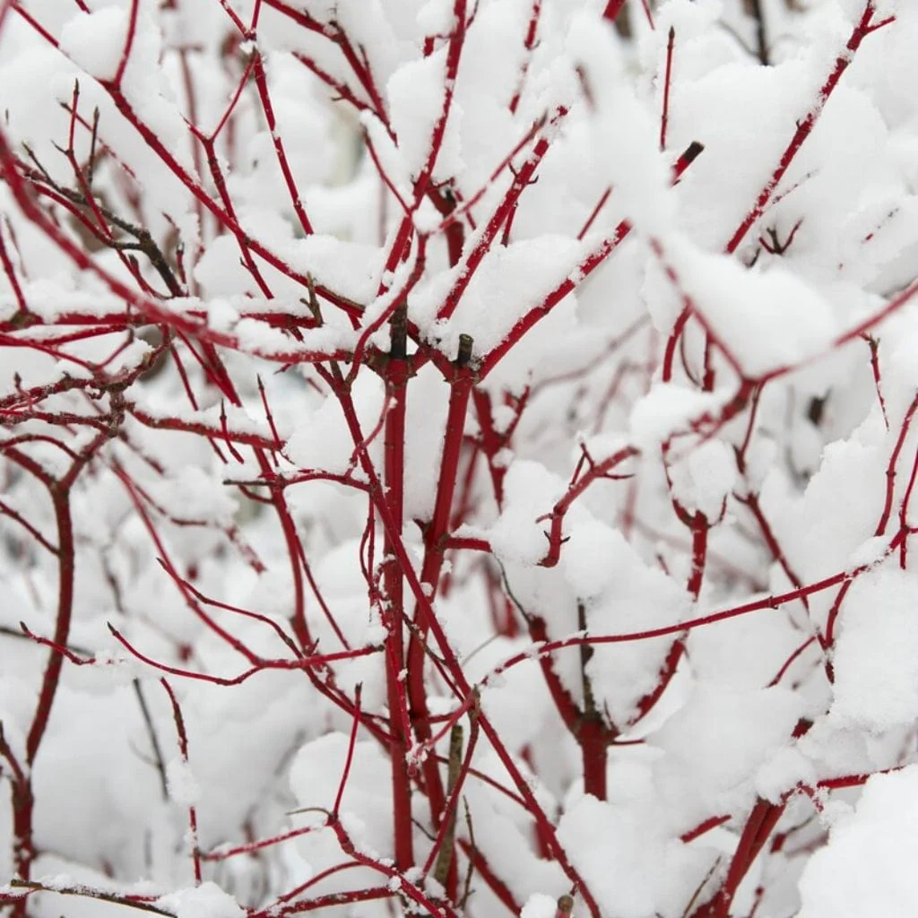 Ultimate Winter Colour Collection - Image 10