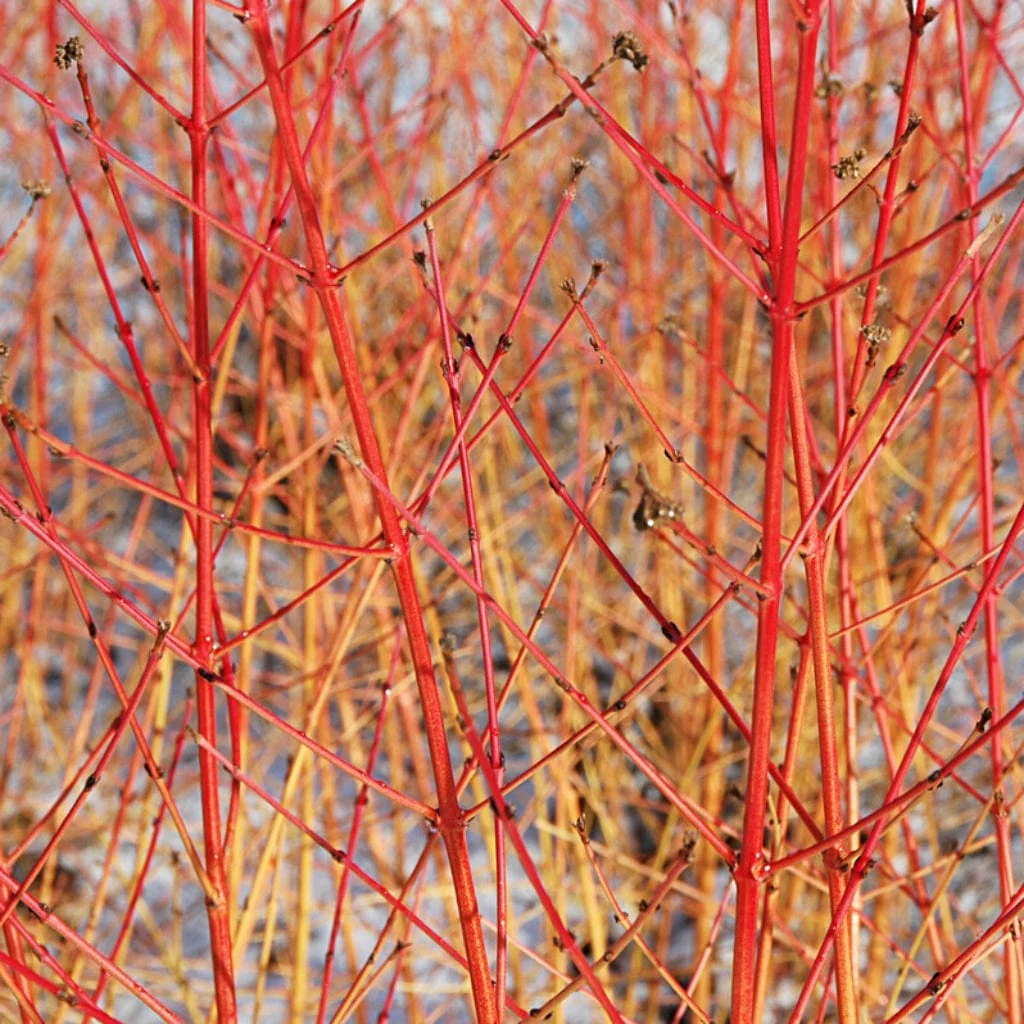 Ultimate Winter Colour Collection - Image 8
