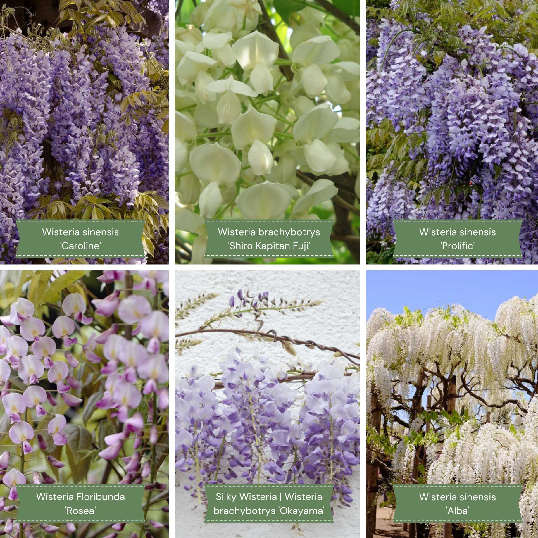 Ultimate Wisteria Collection - Image 2