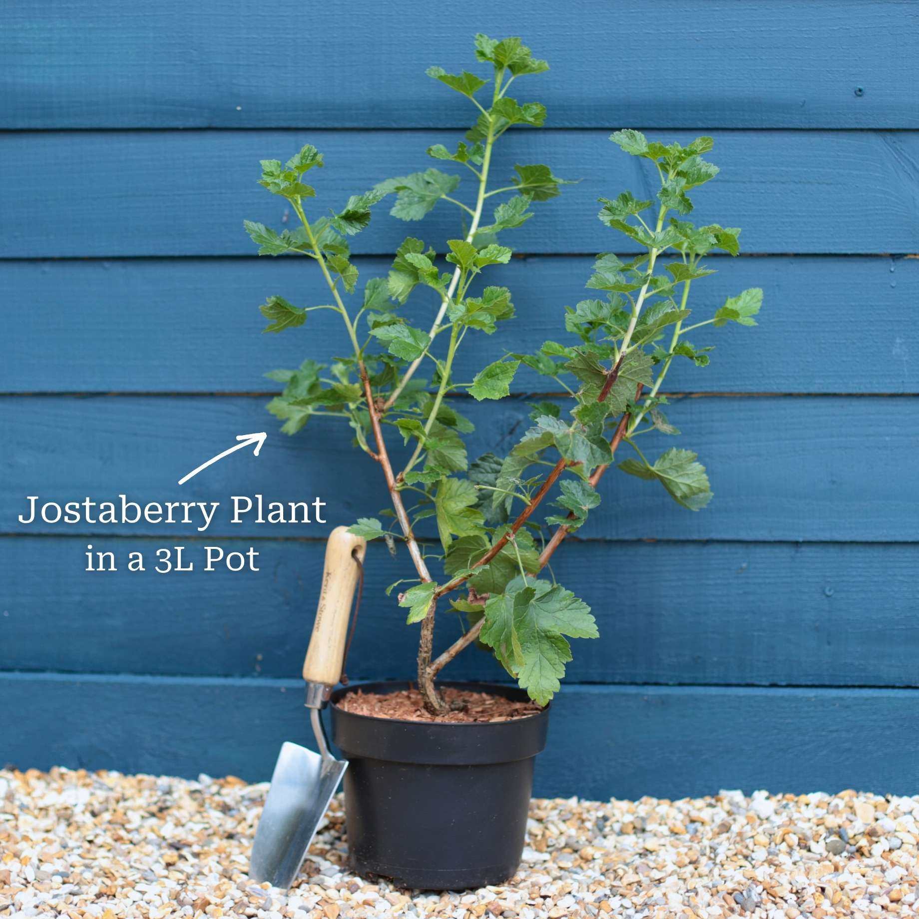 Jostaberry Plant - Image 3