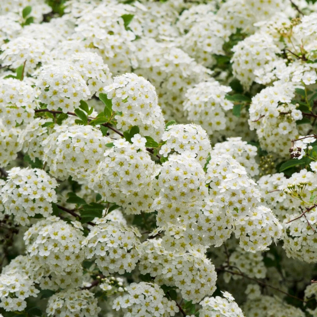 Van Houtte's Spiraea Hedging | Spiraea vanhouttei - Image 3