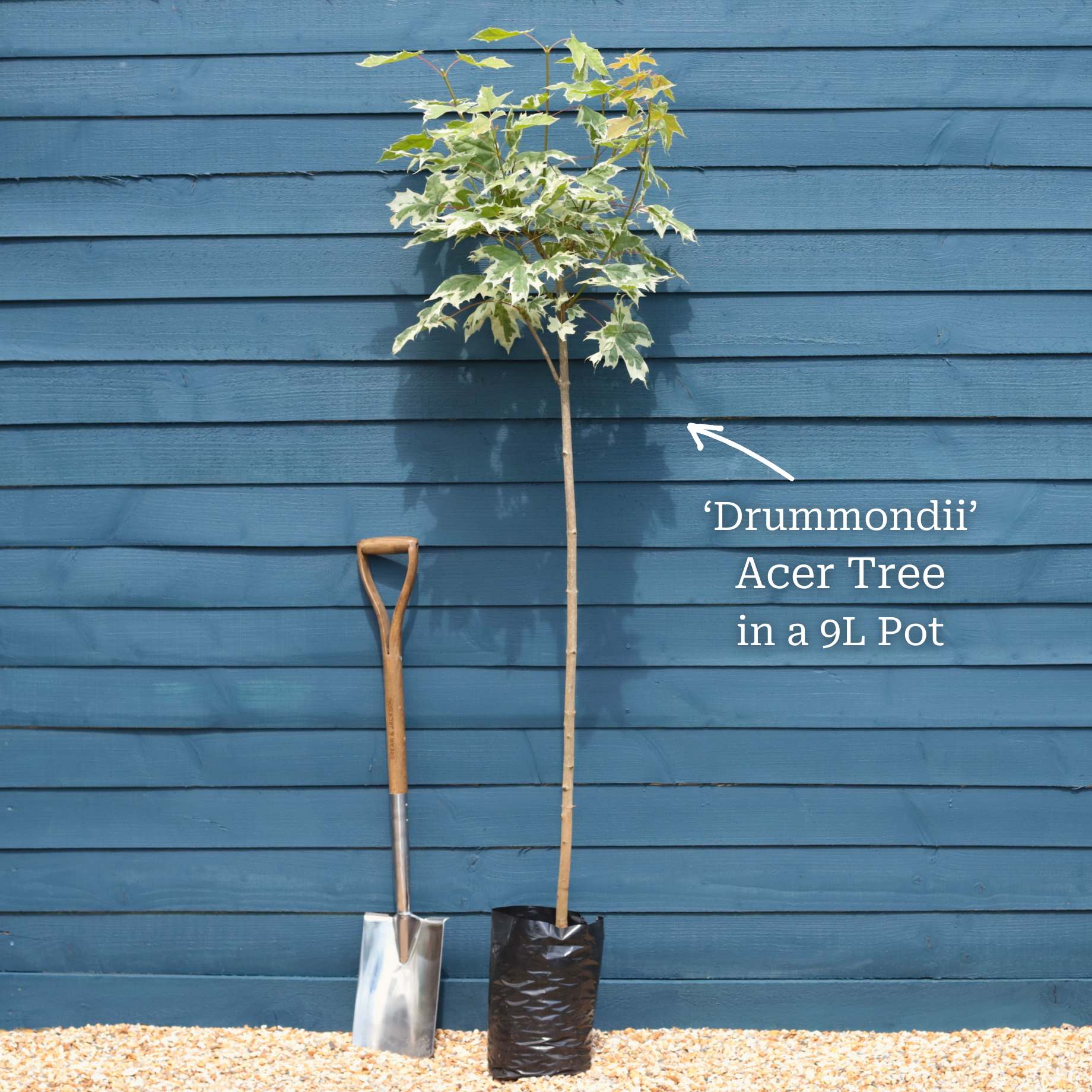 Acer platanoides 'Drummondii' | Variegated Maple Tree - Image 4