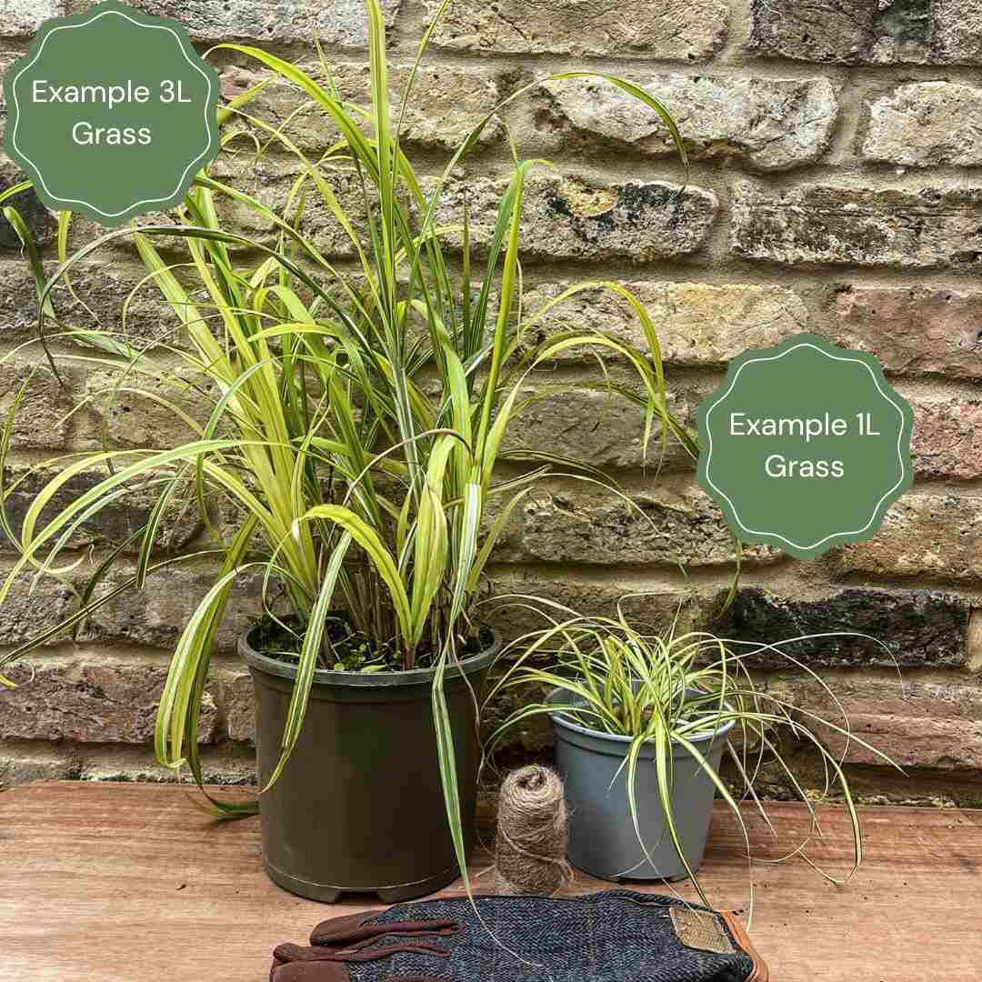 Variegated Reed Sweet Grass | Glyceria maxima variegata - Image 2