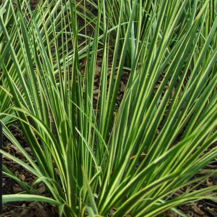 Variegated Slender Sweet Flag | Acorus gramineus 'Variegatus' - Image 5