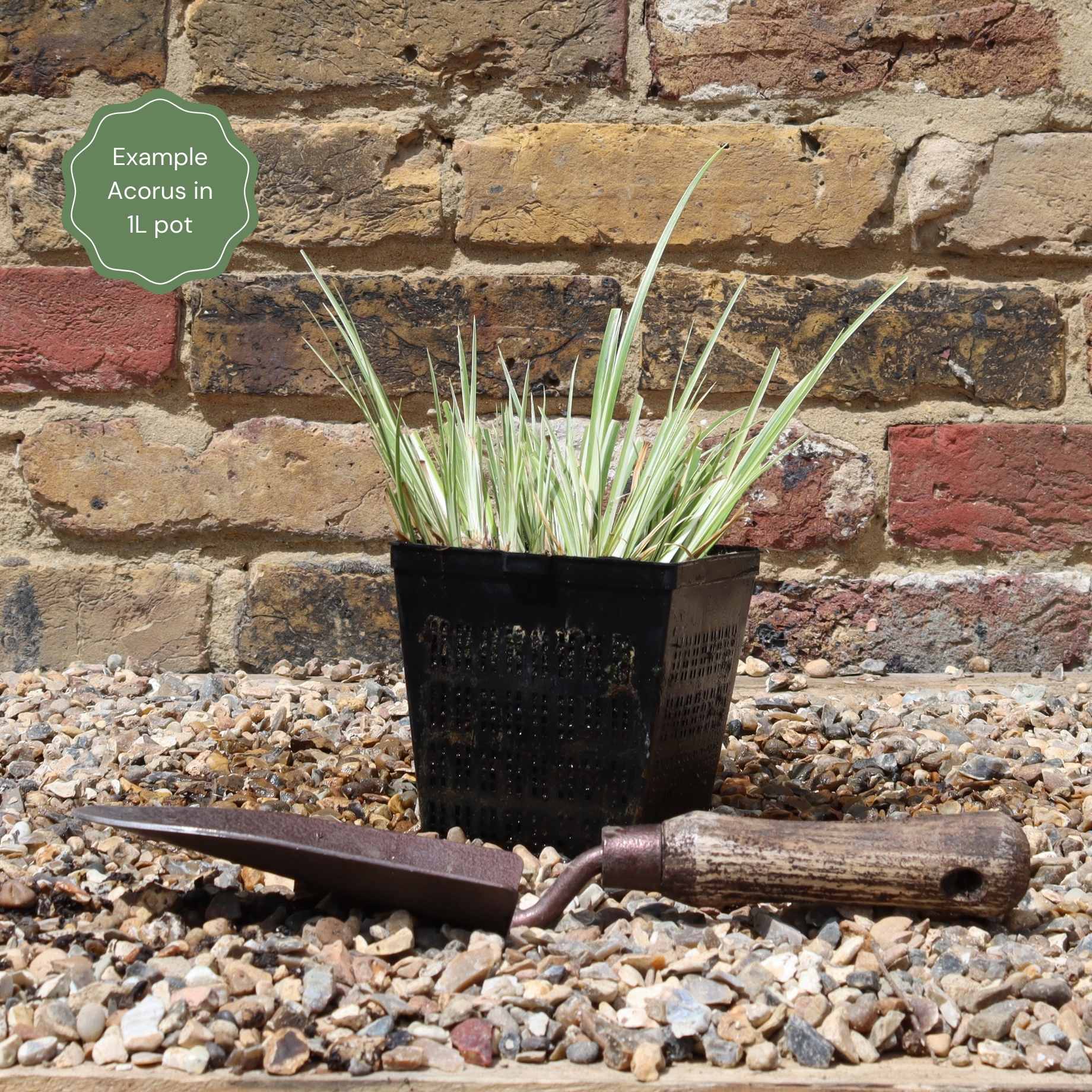 Variegated Slender Sweet Flag | Acorus gramineus 'Variegatus' - Image 6