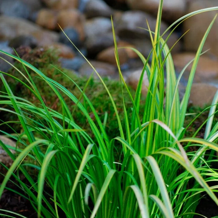 Variegated Sweet Flag | Acorus calamus 'Variegatus' - Image 4