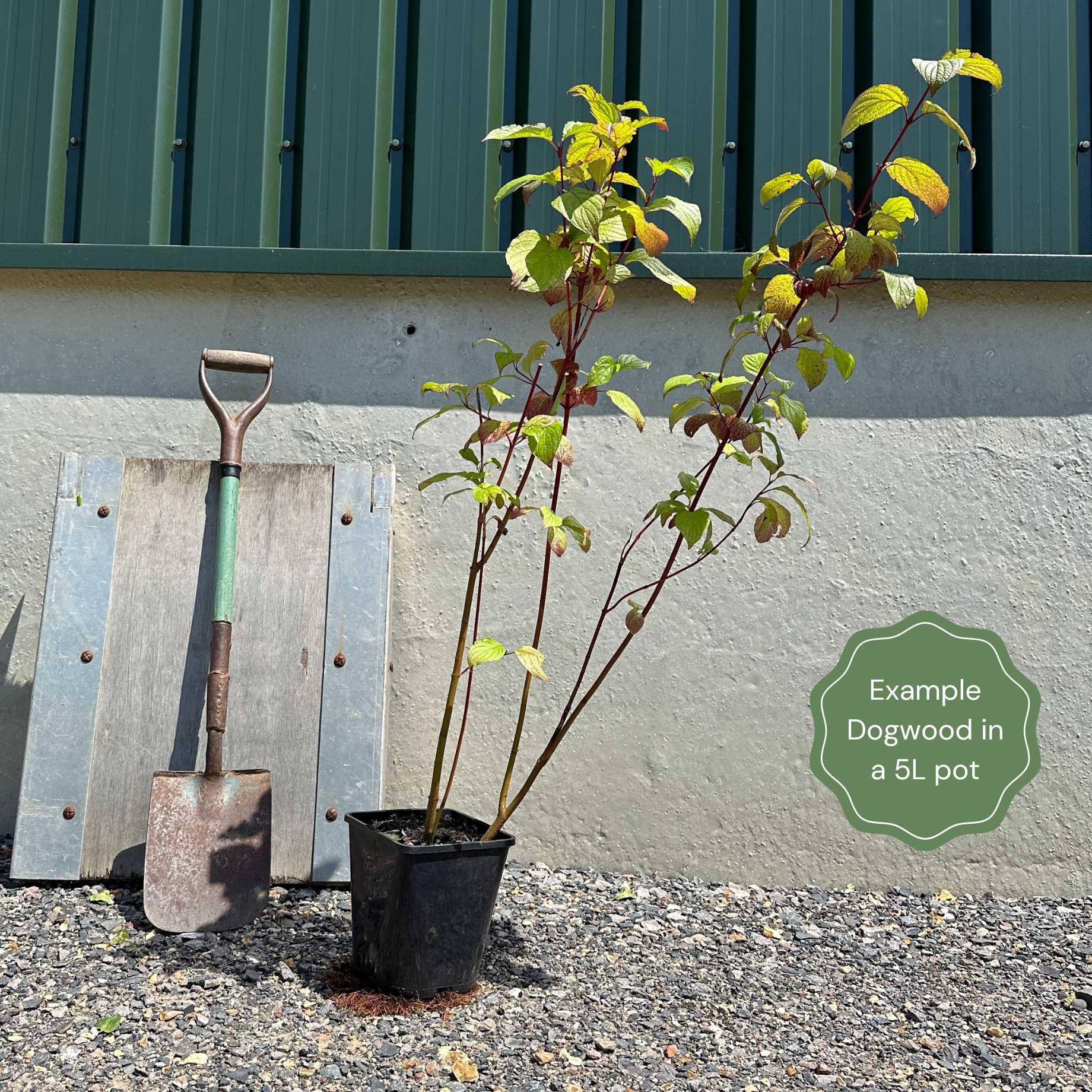 Variegated White Flowering Dogwood Tree | Cornus florida 'Rainbow' - Image 3