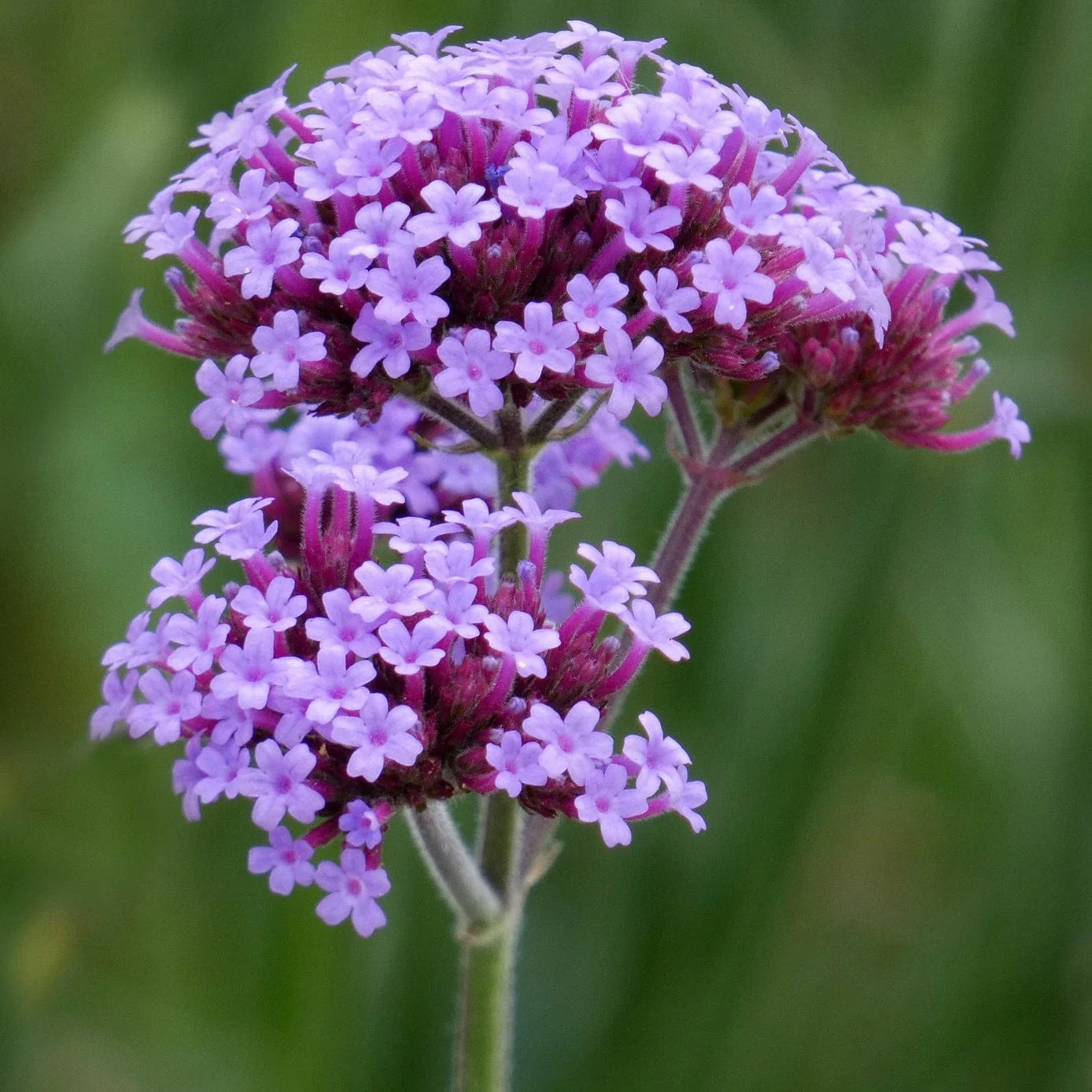 Verbena bonariensis - Image 3