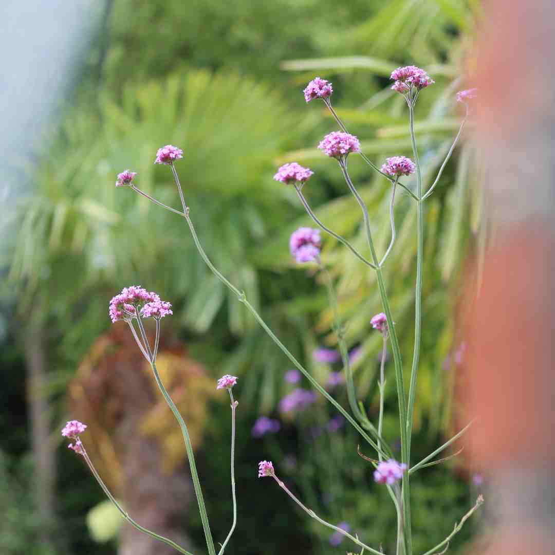 Verbena bonariensis - Image 4