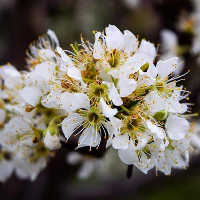 'Victoria' Patio Plum Tree - Image 4