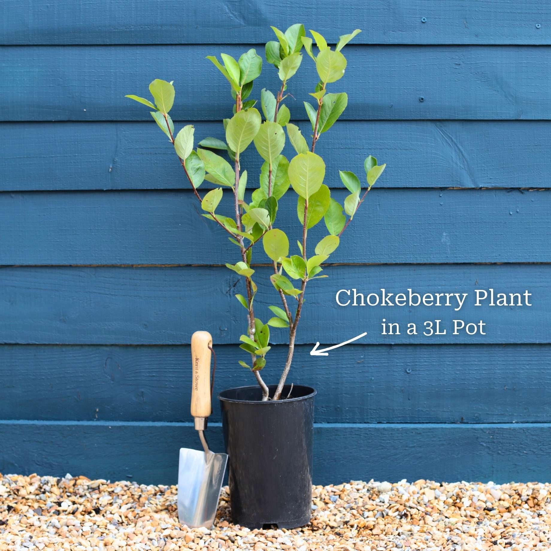'Viking' Chokeberry Bush | Aronia x prunifolia - Image 3