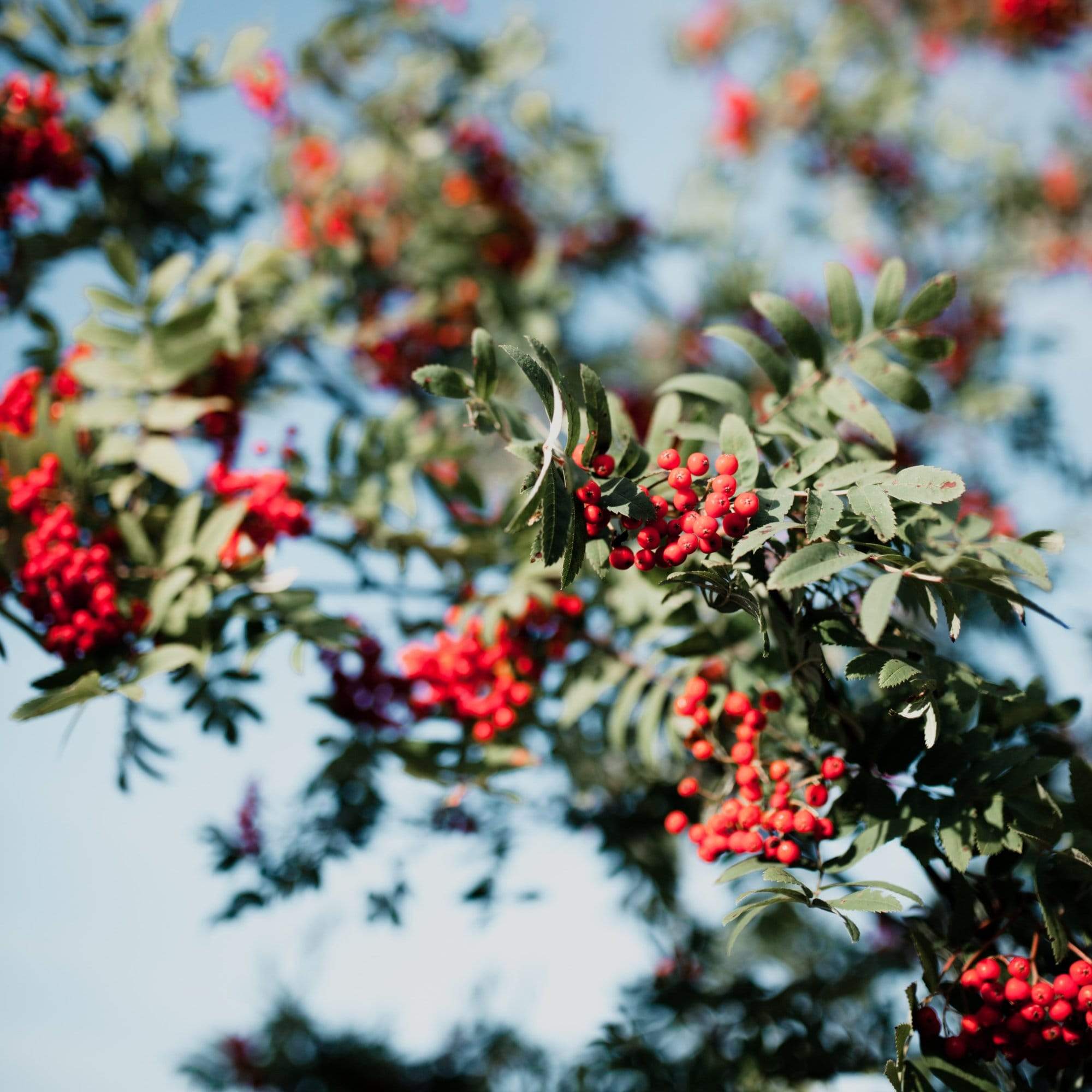 Vilmorin's Rowan Tree | Sorbus vilmorinii - Image 5