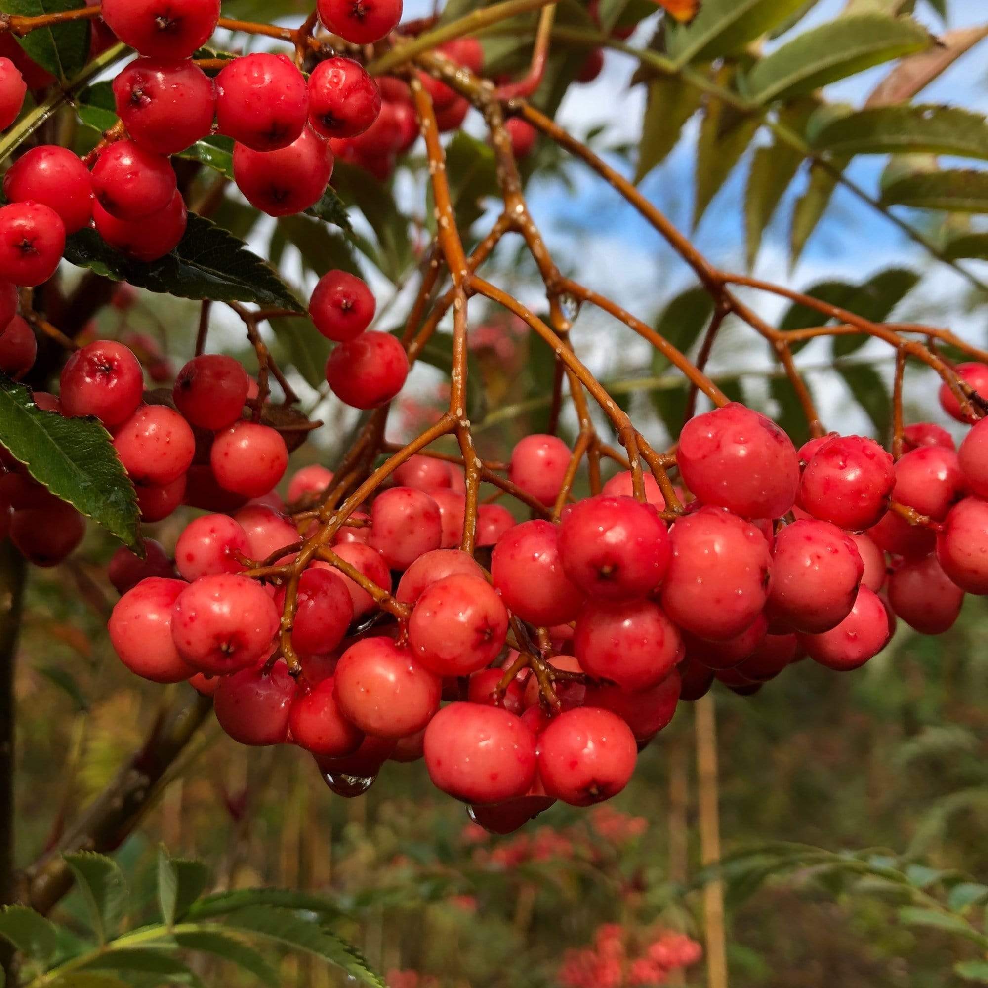 Vilmorin's Rowan Tree | Sorbus vilmorinii - Image 6