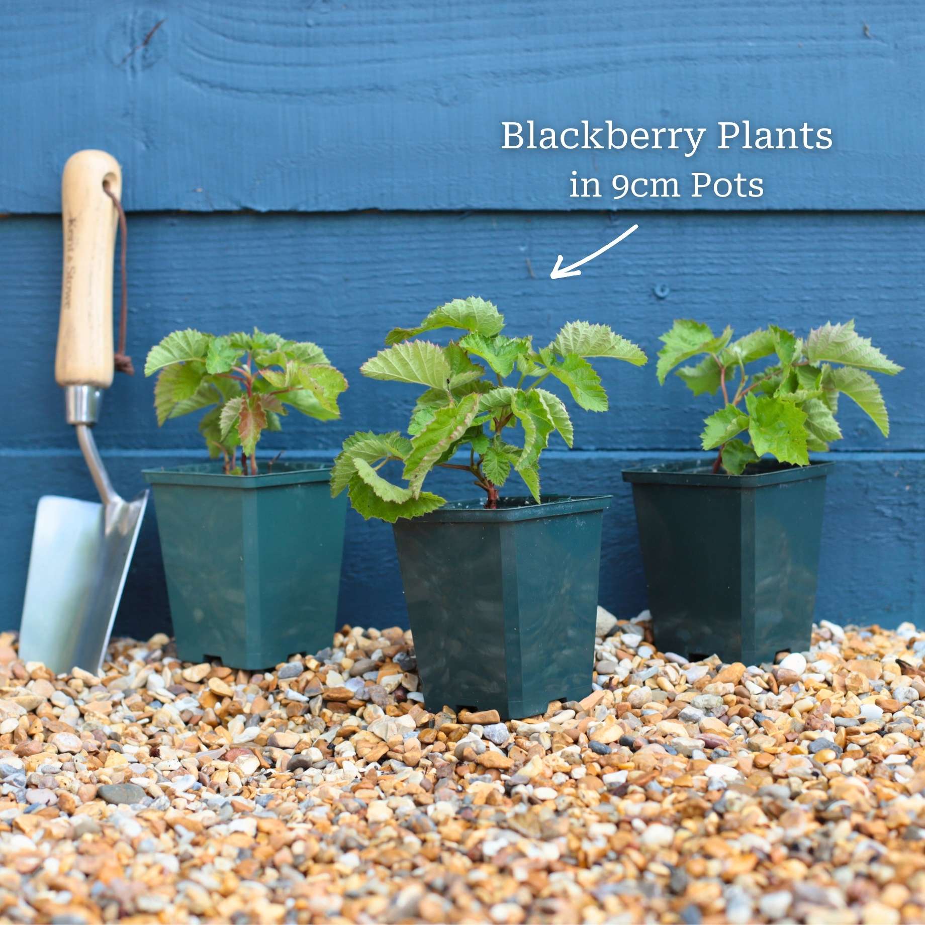 'Loch Ness' Blackberry Plant - Image 7