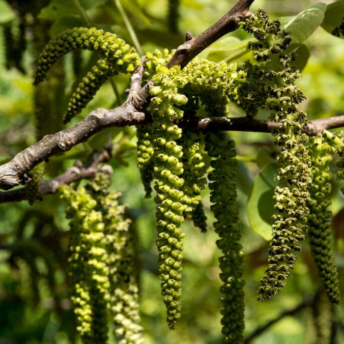 Walnut Tree | Juglans regia - Image 3