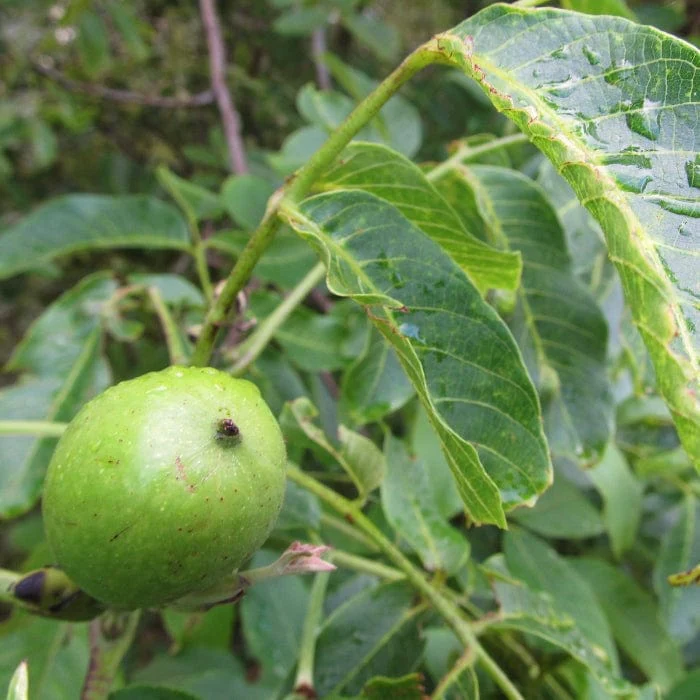 Walnut Tree | Juglans regia - Image 4