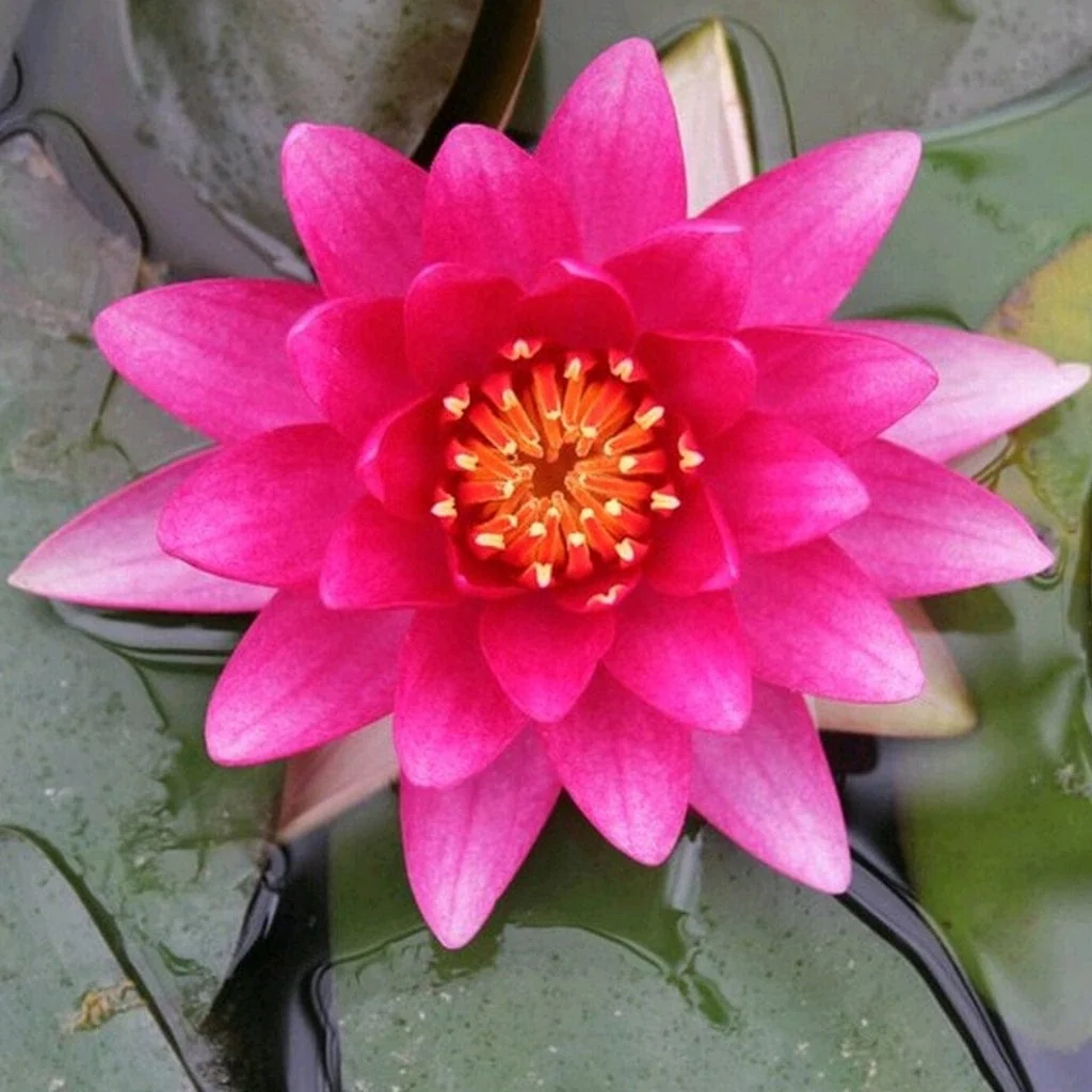 Pink Water Lily | Nymphaea 'Charles de Meurville' - Image 3
