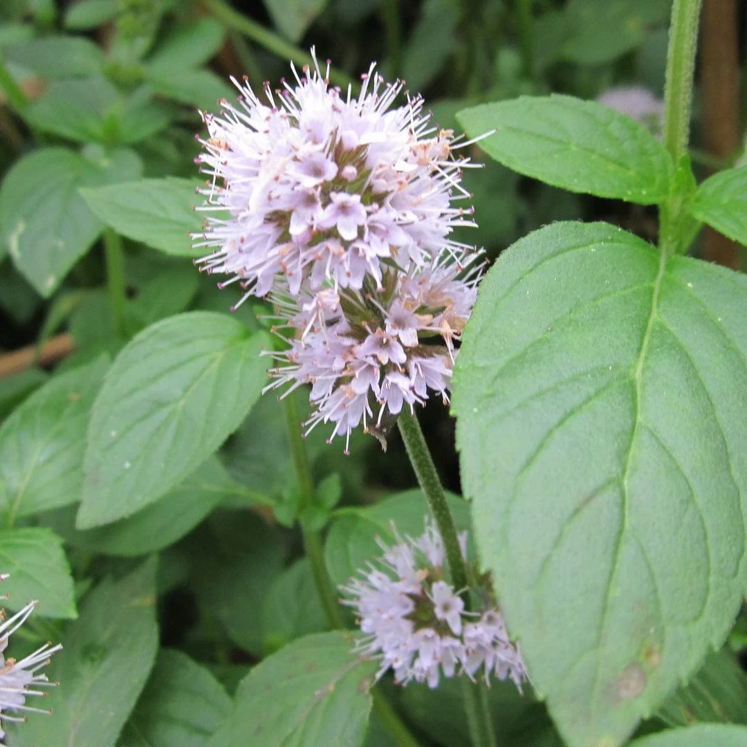 Water Mint | Mentha aquatica - Image 2