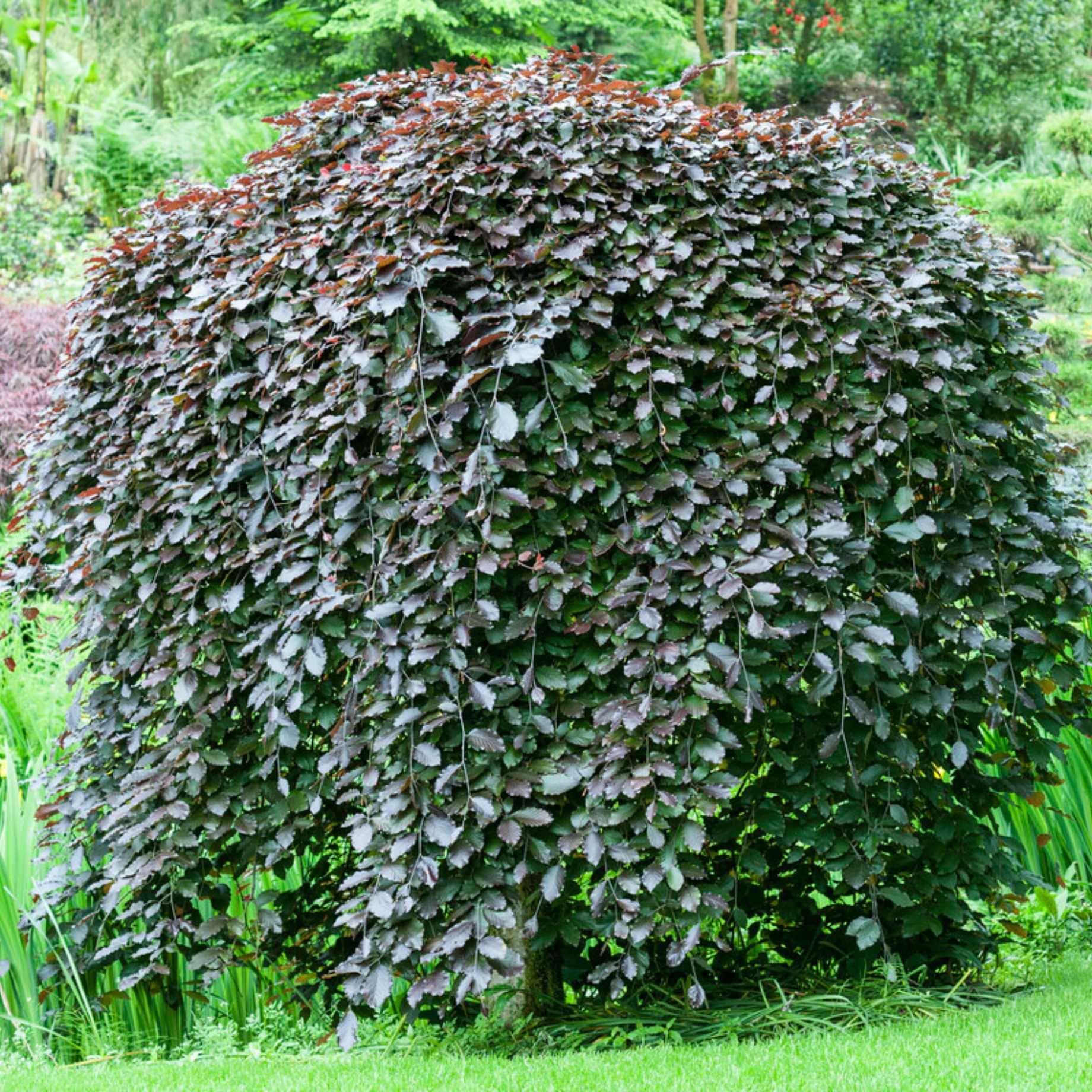 Weeping Purple Beech Tree | Fagus sylvatica 'Purpurea Pendula'