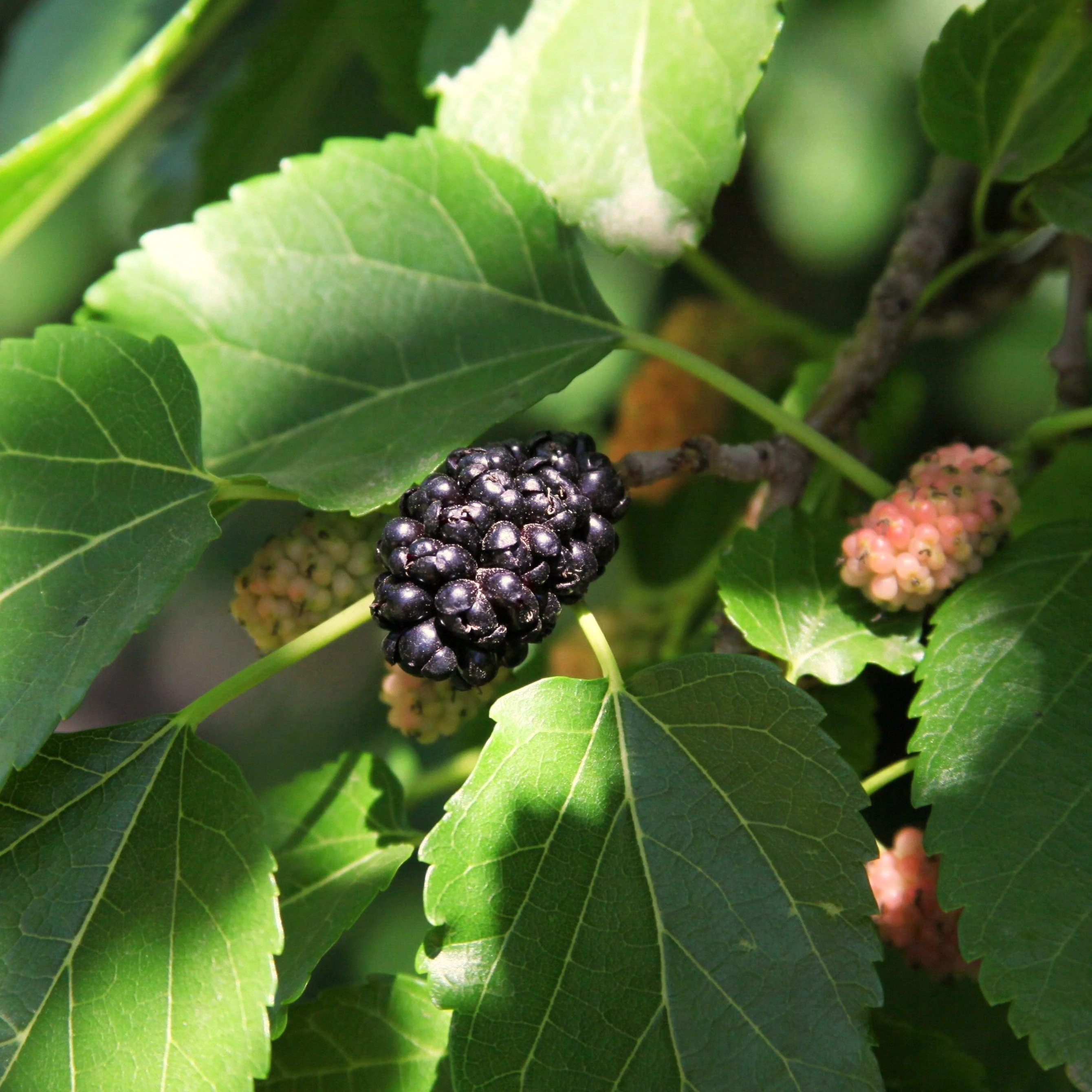 'Wellington' Mulberry Tree