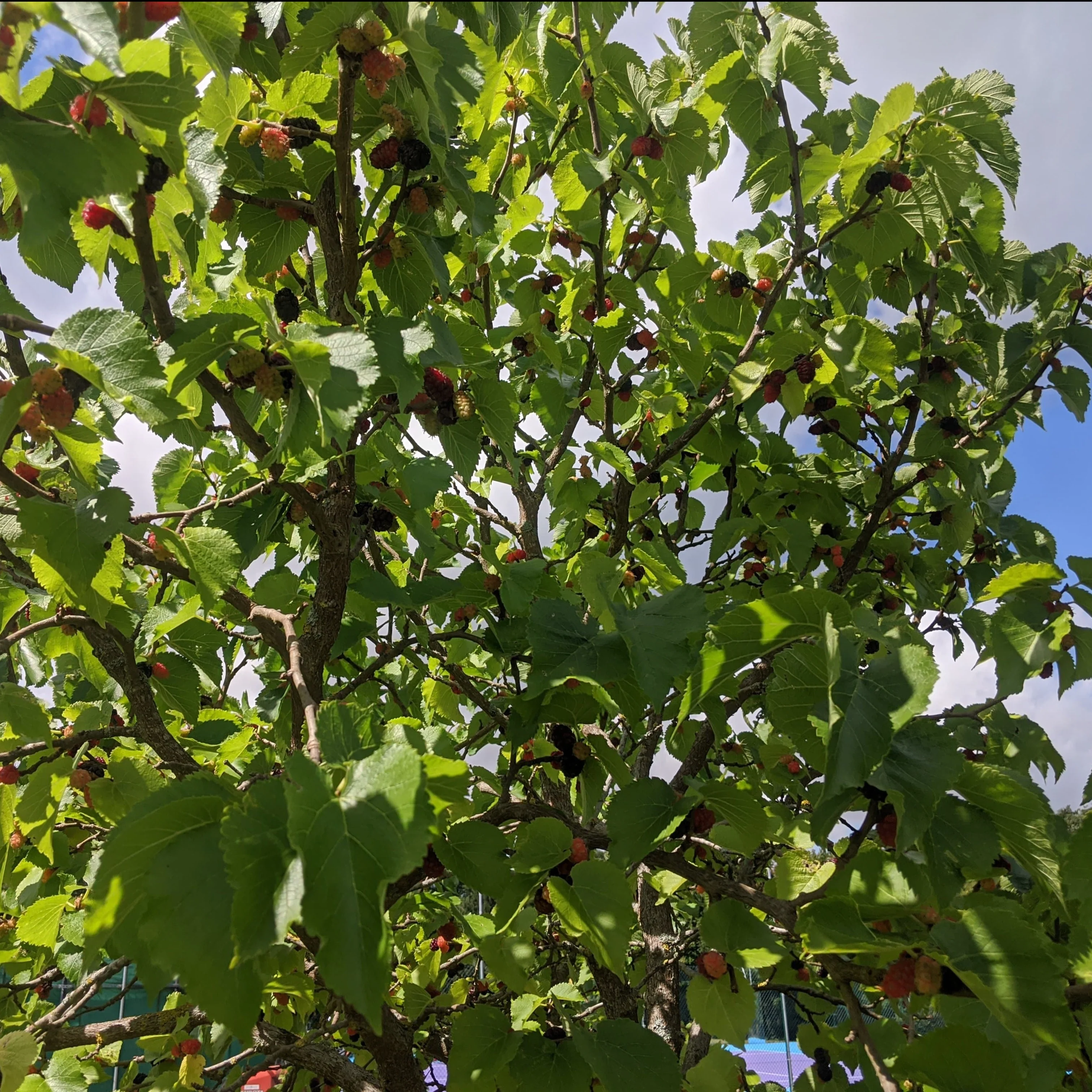'Wellington' Mulberry Tree - Image 2
