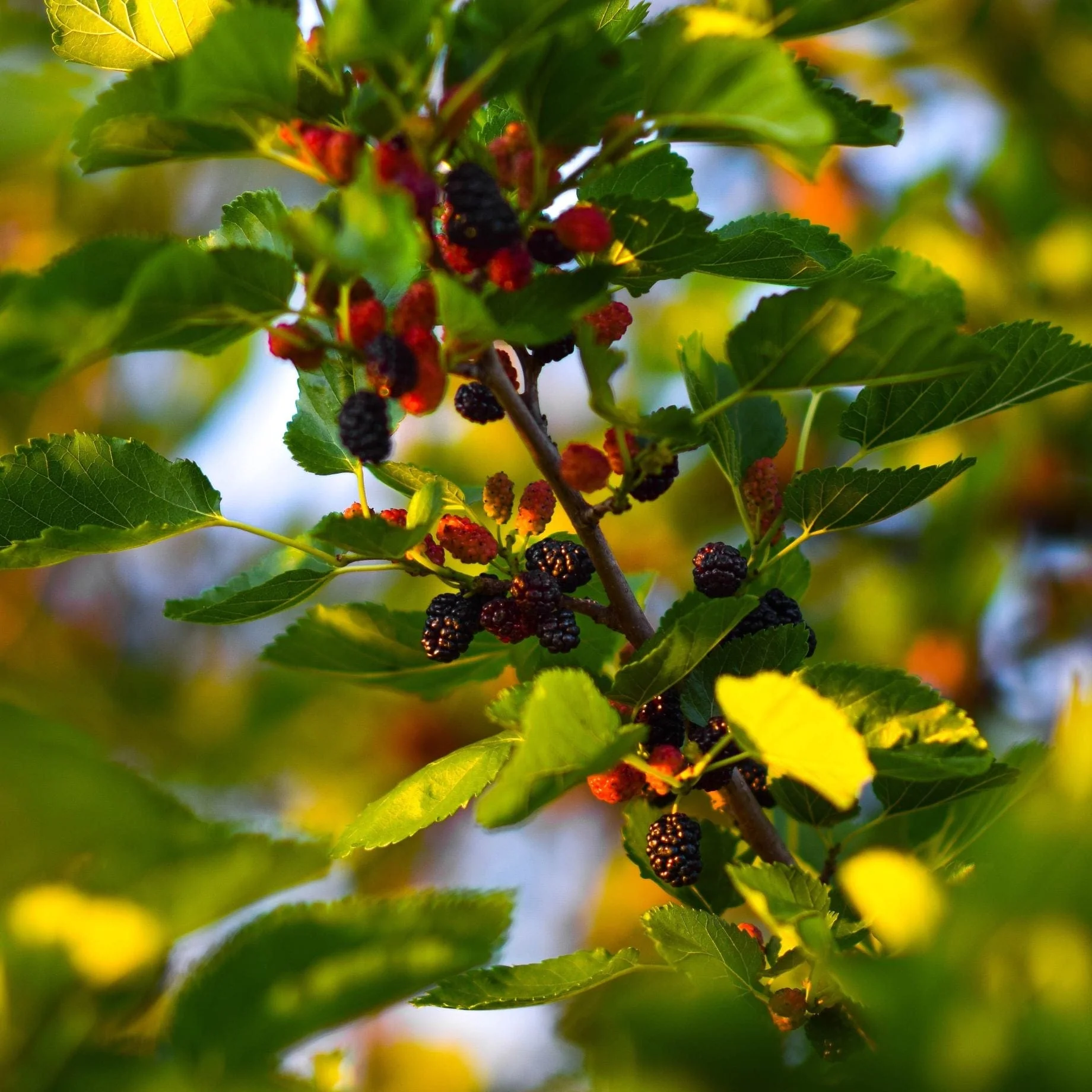 'Wellington' Mulberry Tree - Image 3