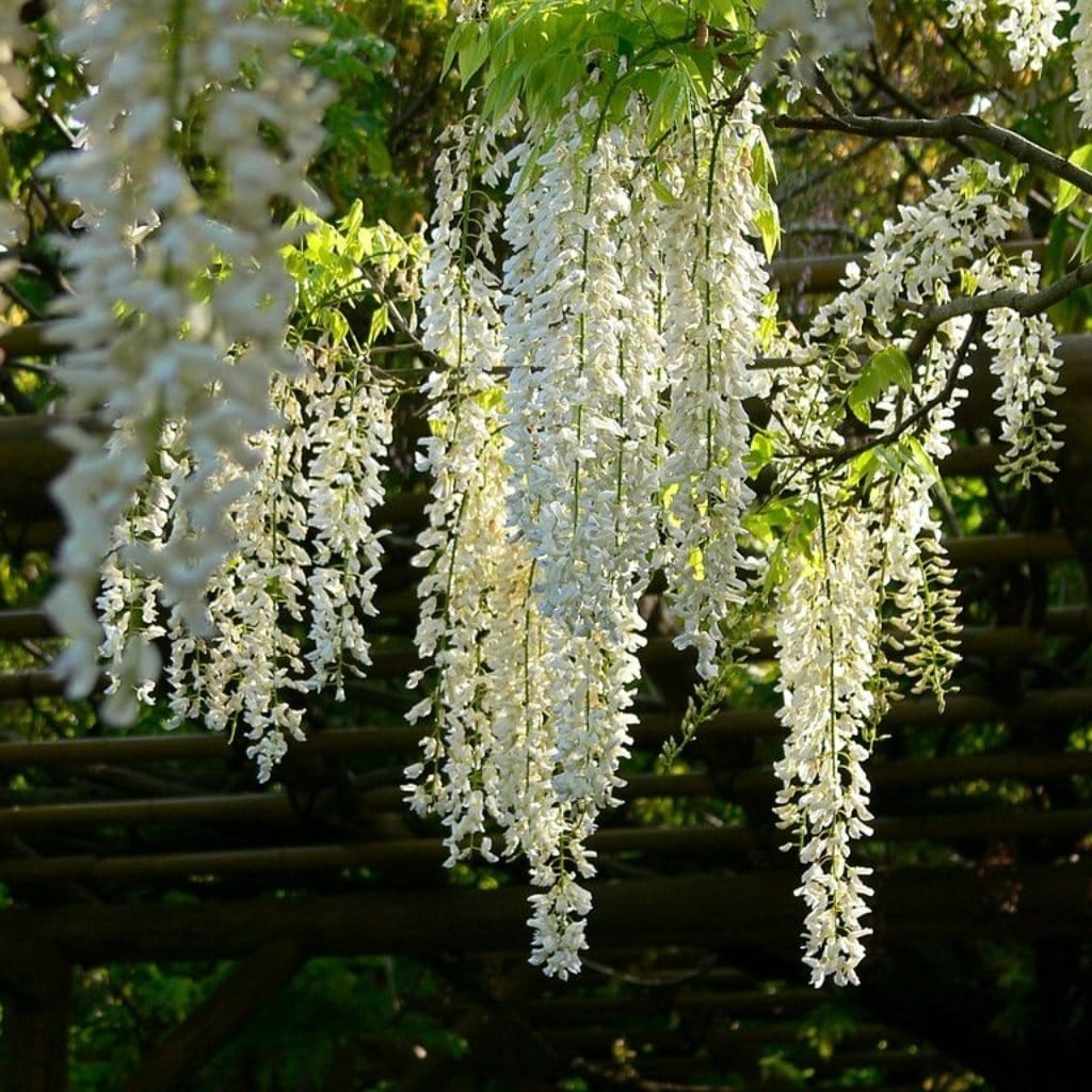 White Japanese Wisteria | Wisteria floribunda 'Alba' - Image 5