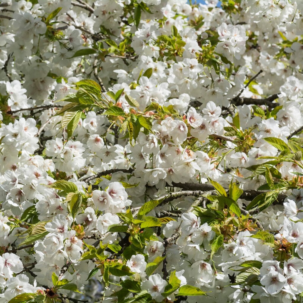 White Weeping Cherry Blossom Tree | Prunus yedoensis 'Shidare Yoshino' - Image 2
