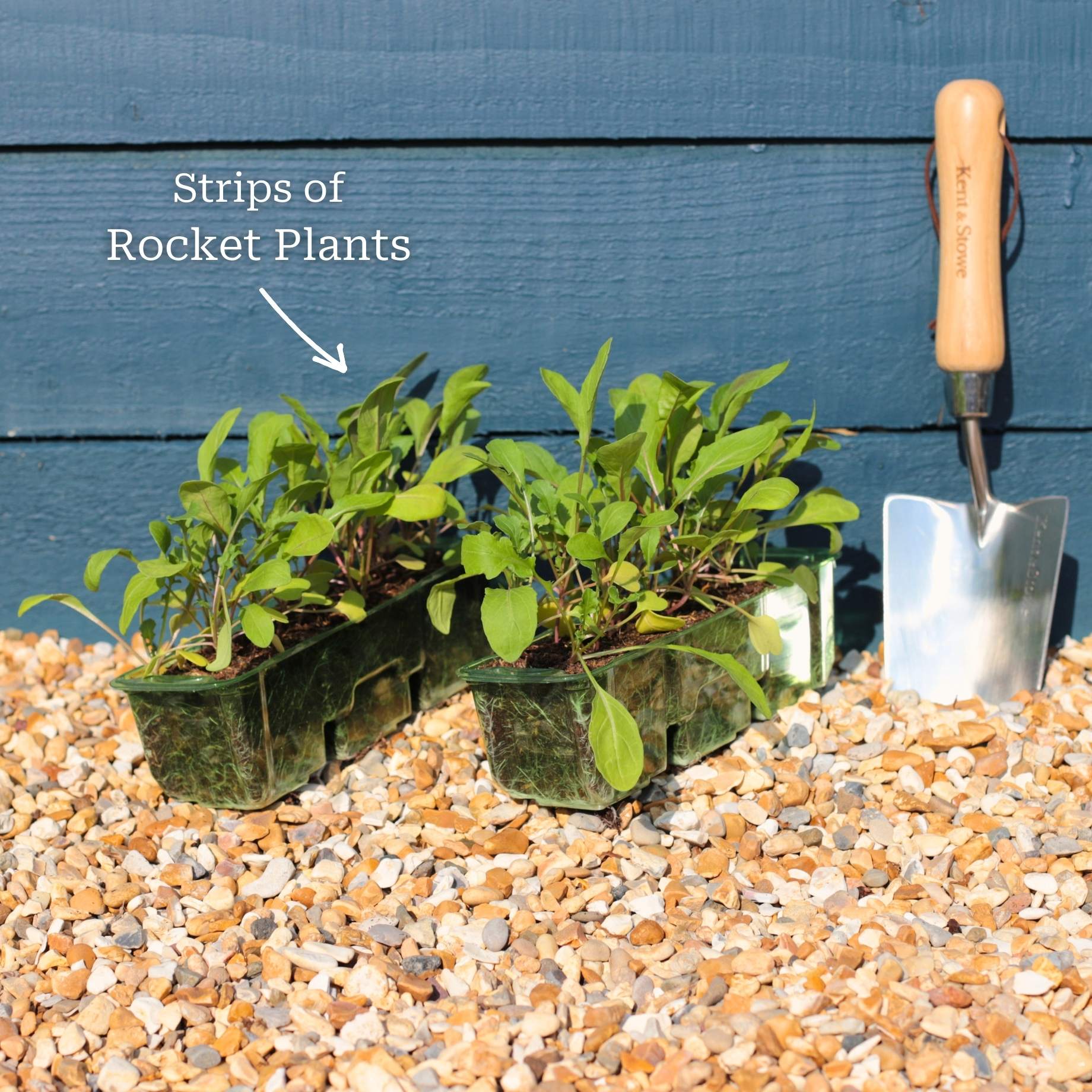 Wild Rocket Plants - Image 4