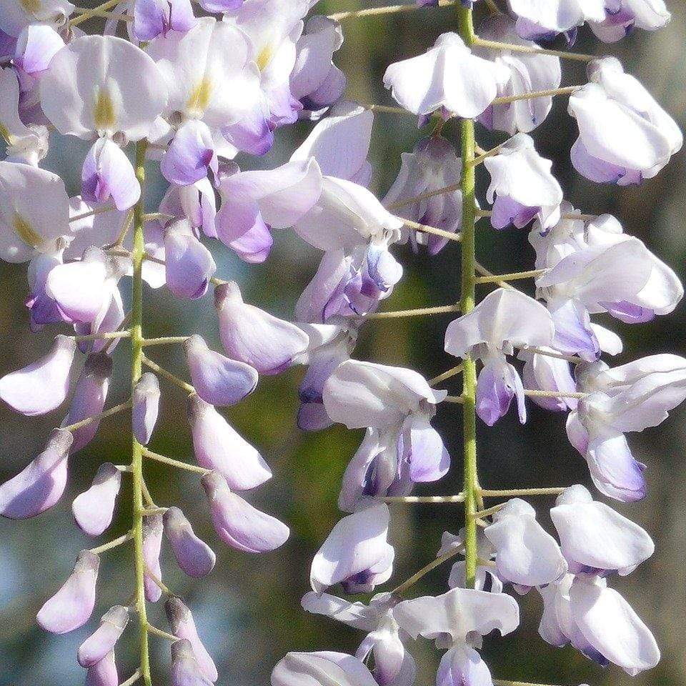 Japanese Wisteria | Wisteria floribunda 'Multijuga' - Image 4