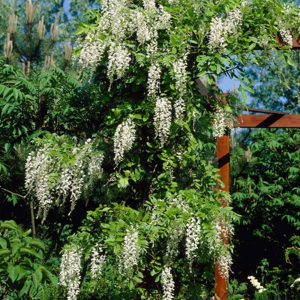 White Wisteria | Wisteria sinensis 'Alba' - Image 3