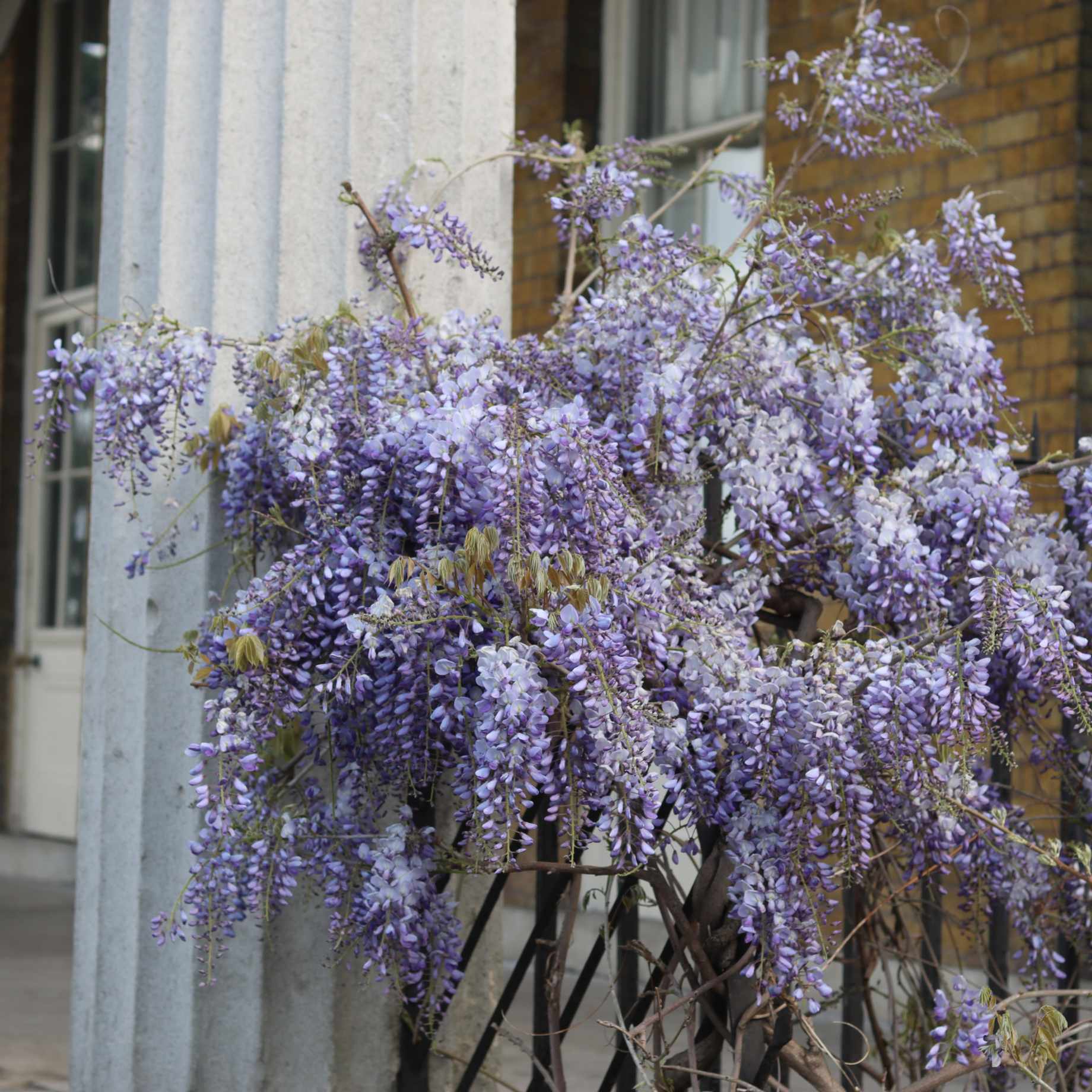 Chinese Wisteria | Wisteria sinensis 'Caroline' - Image 2