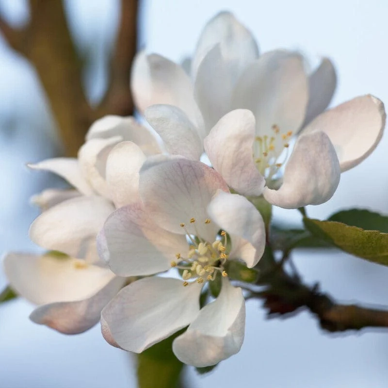 'Worcester Pearmain' Apple Tree - Image 4