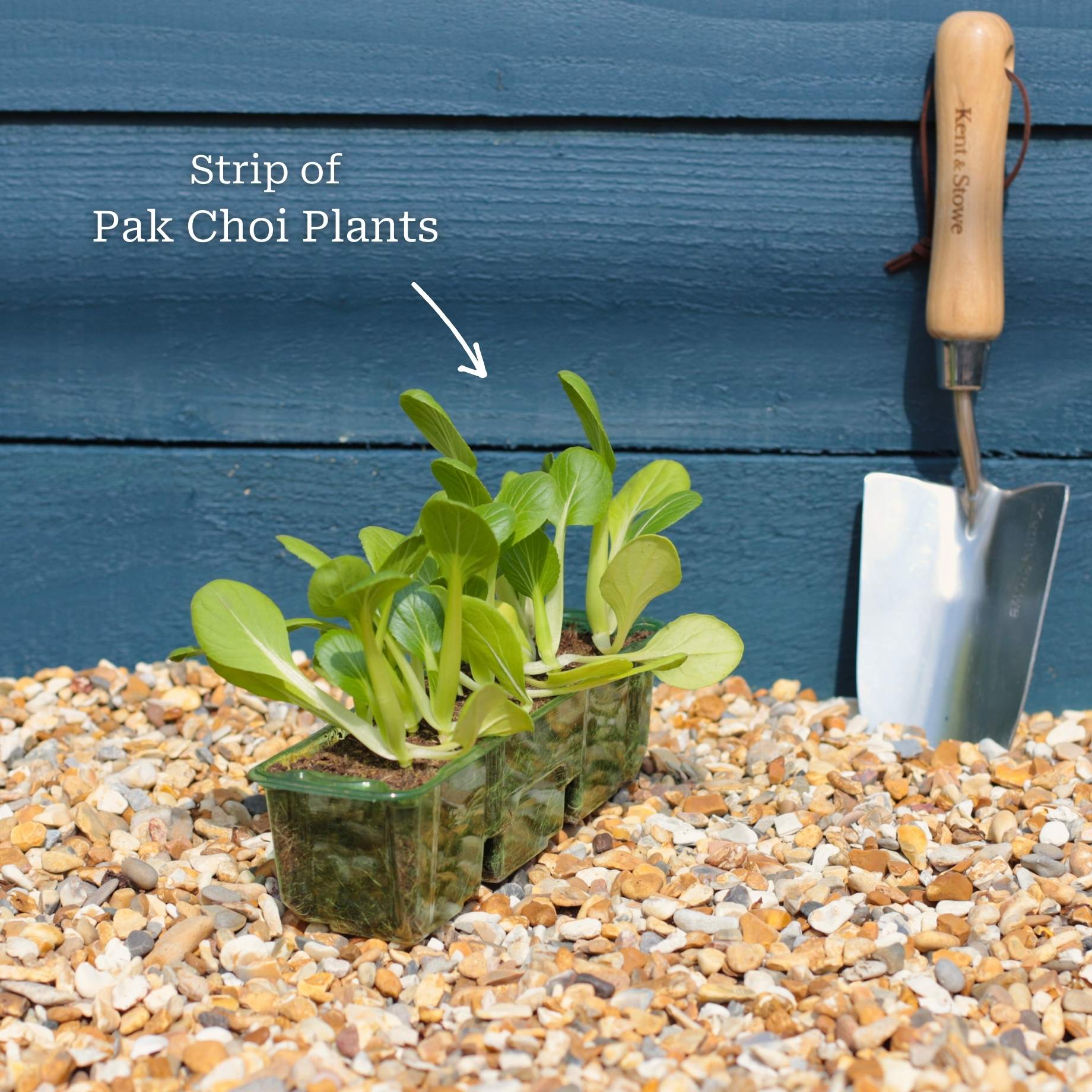 'Yang Qing Choi' Pak Choi Plants - Image 5
