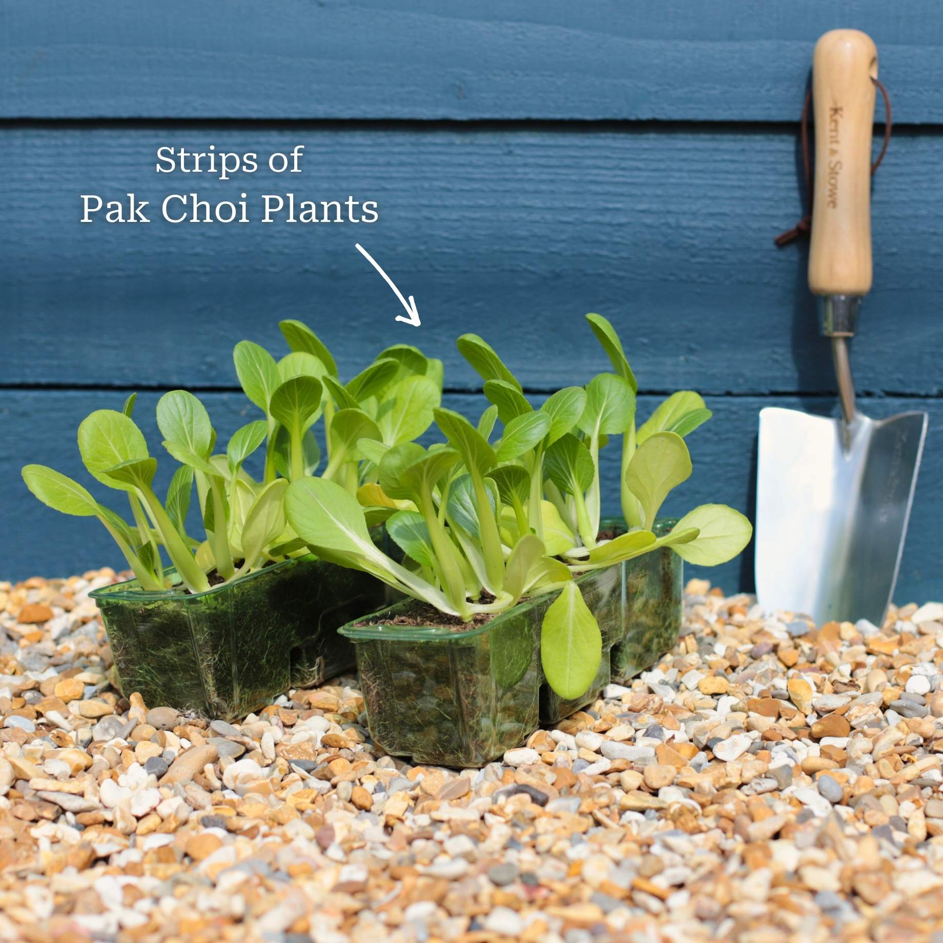 'Yang Qing Choi' Pak Choi Plants - Image 6