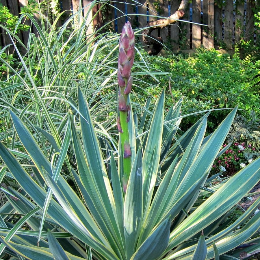 Yucca gloriosa 'Variegata' - Image 4