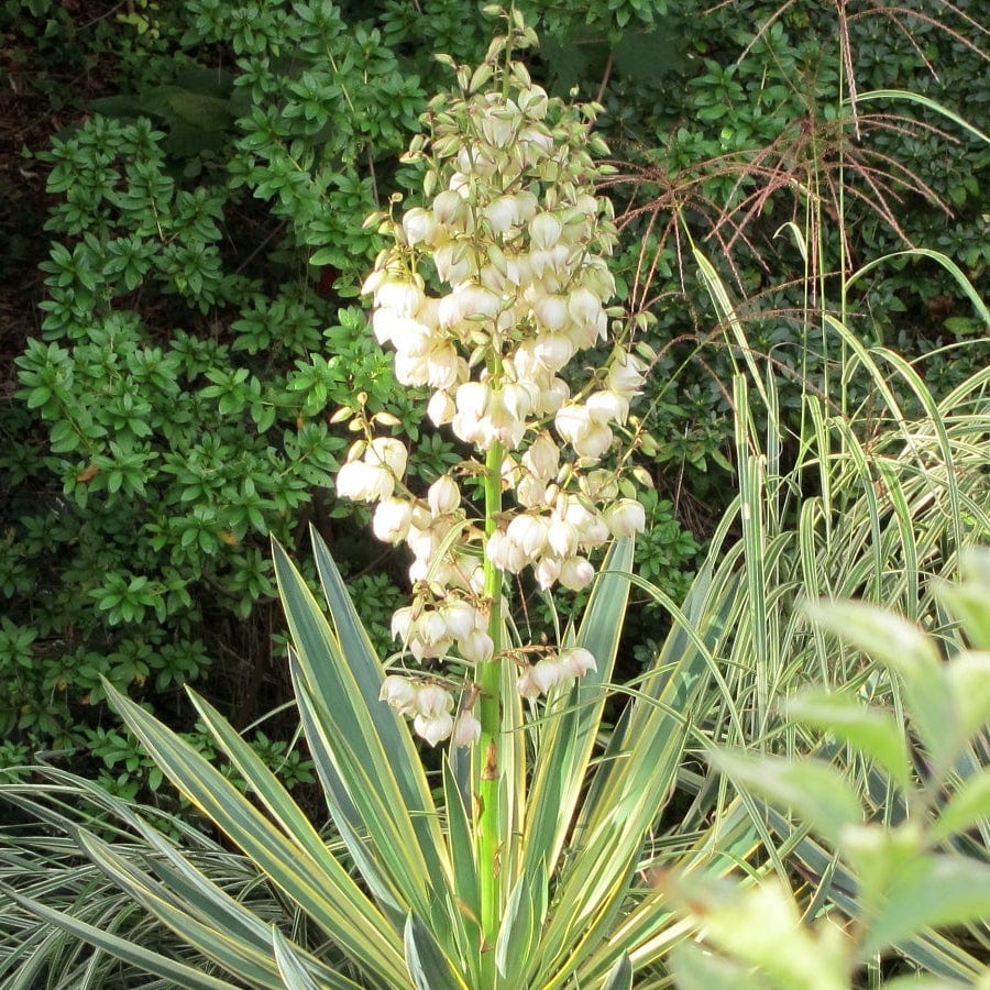 Yucca gloriosa 'Variegata' - Image 5